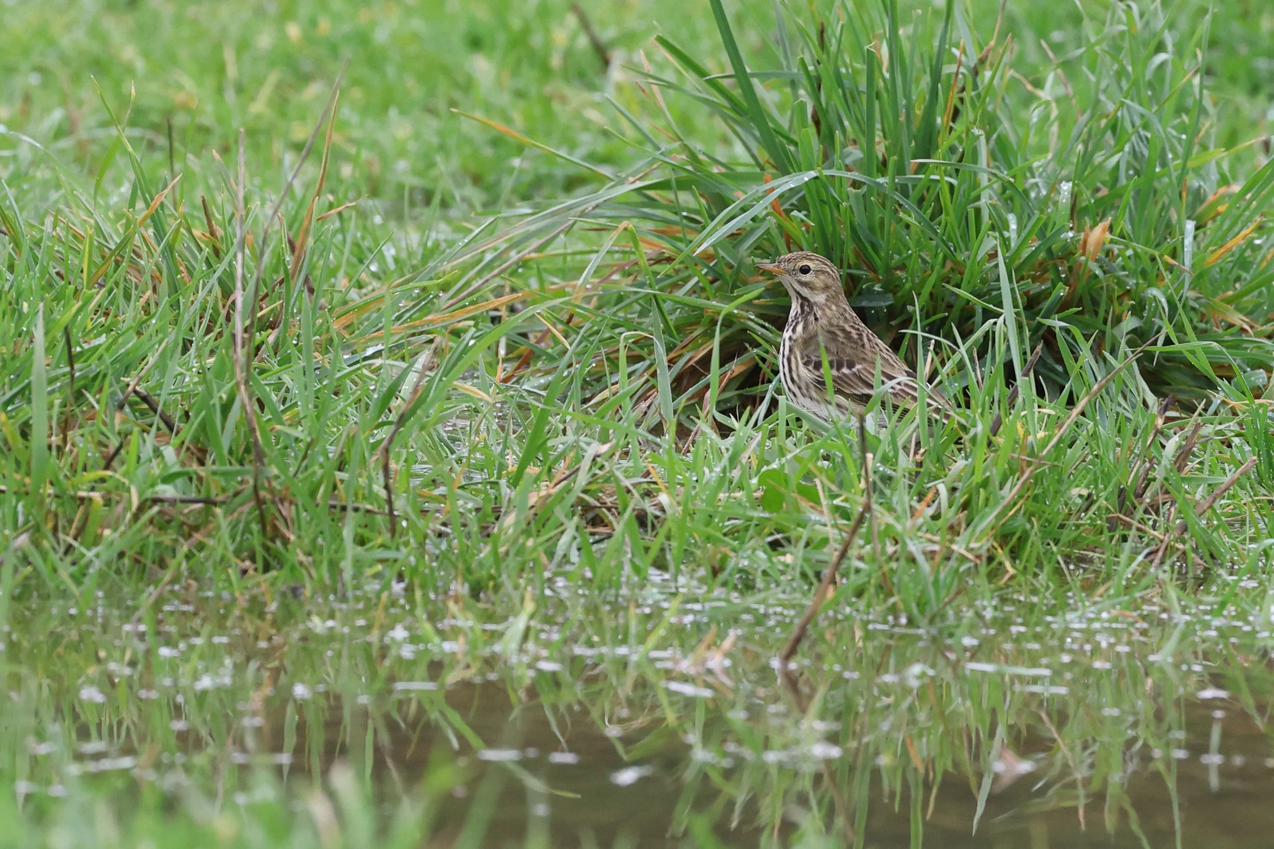 Pispola H86A5939.JPG