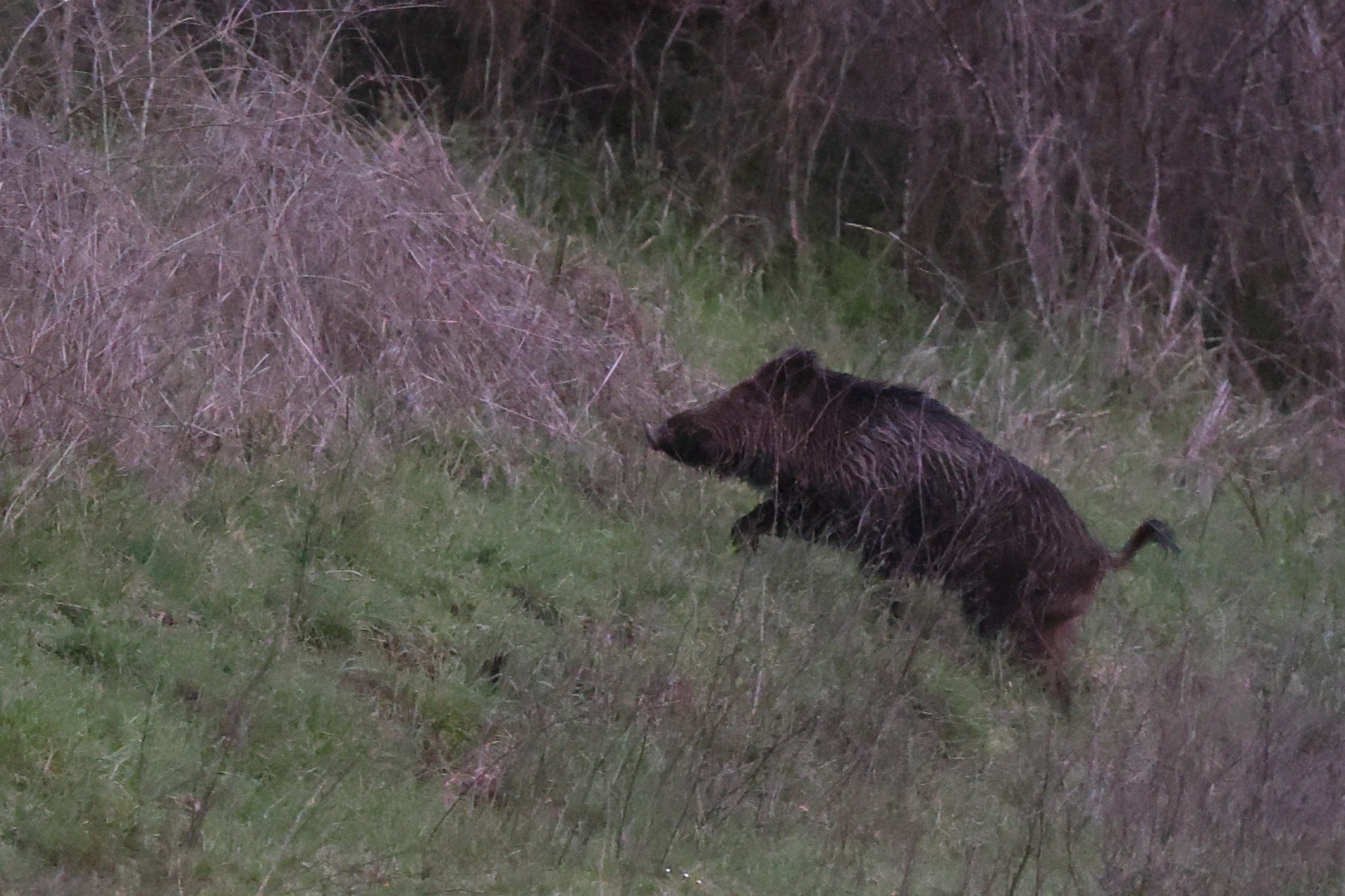 Cinghiale val trig H86A6930.JPG