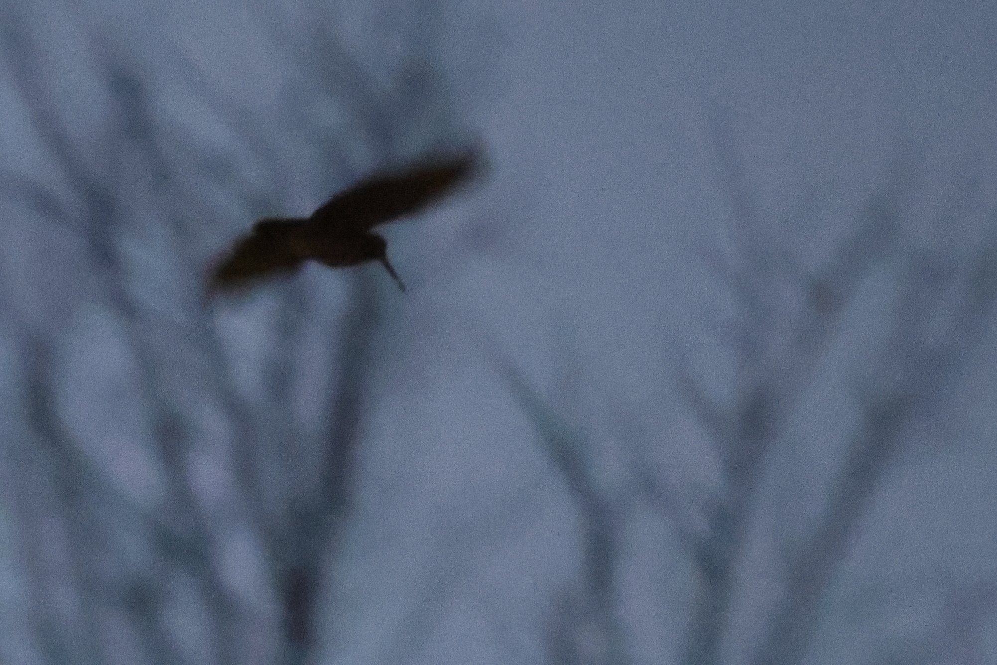  Beccaccia al passo serale, Val Trigoria 17/02/26 