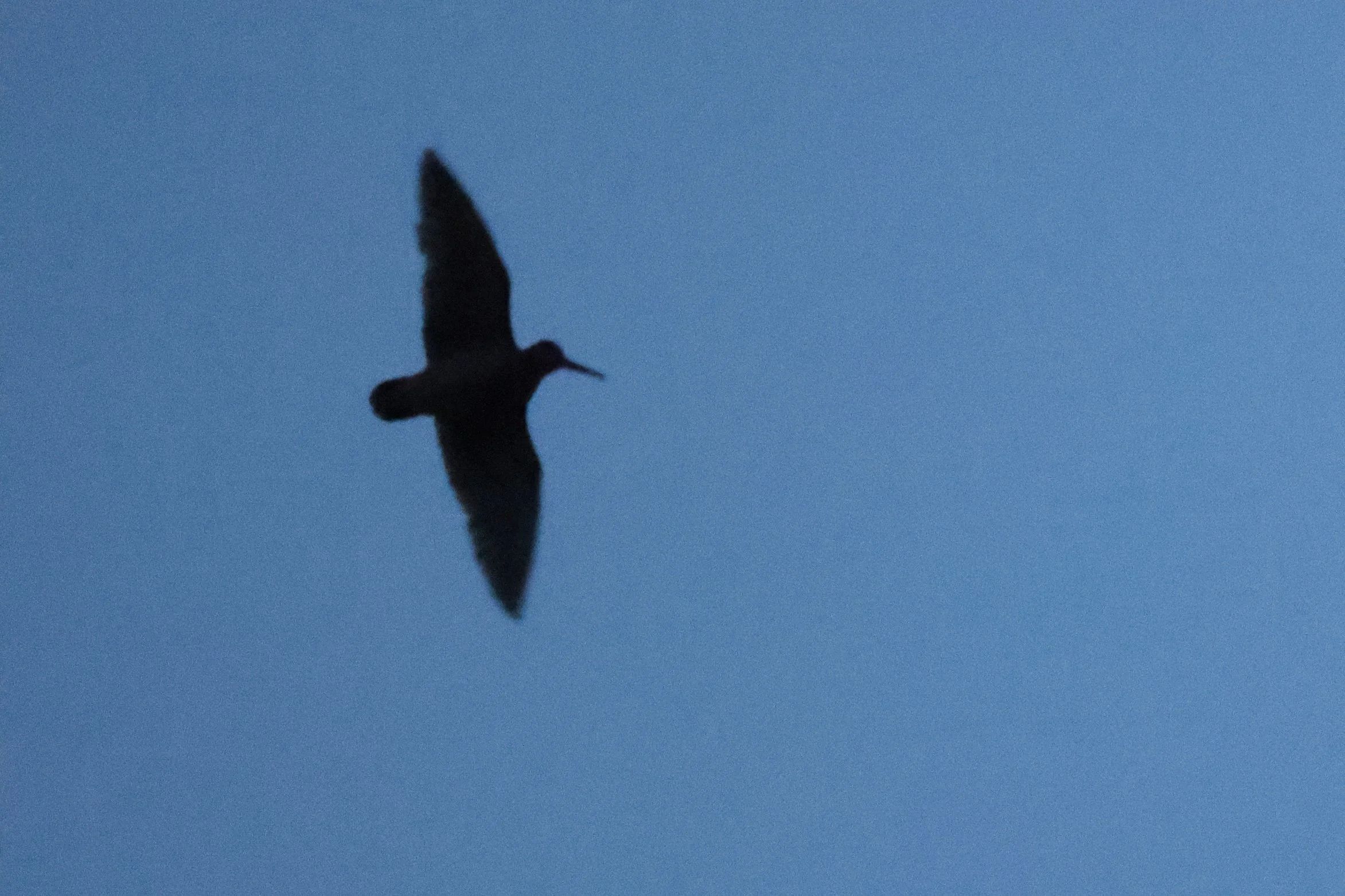 Beccaccia H86A8100.JPG