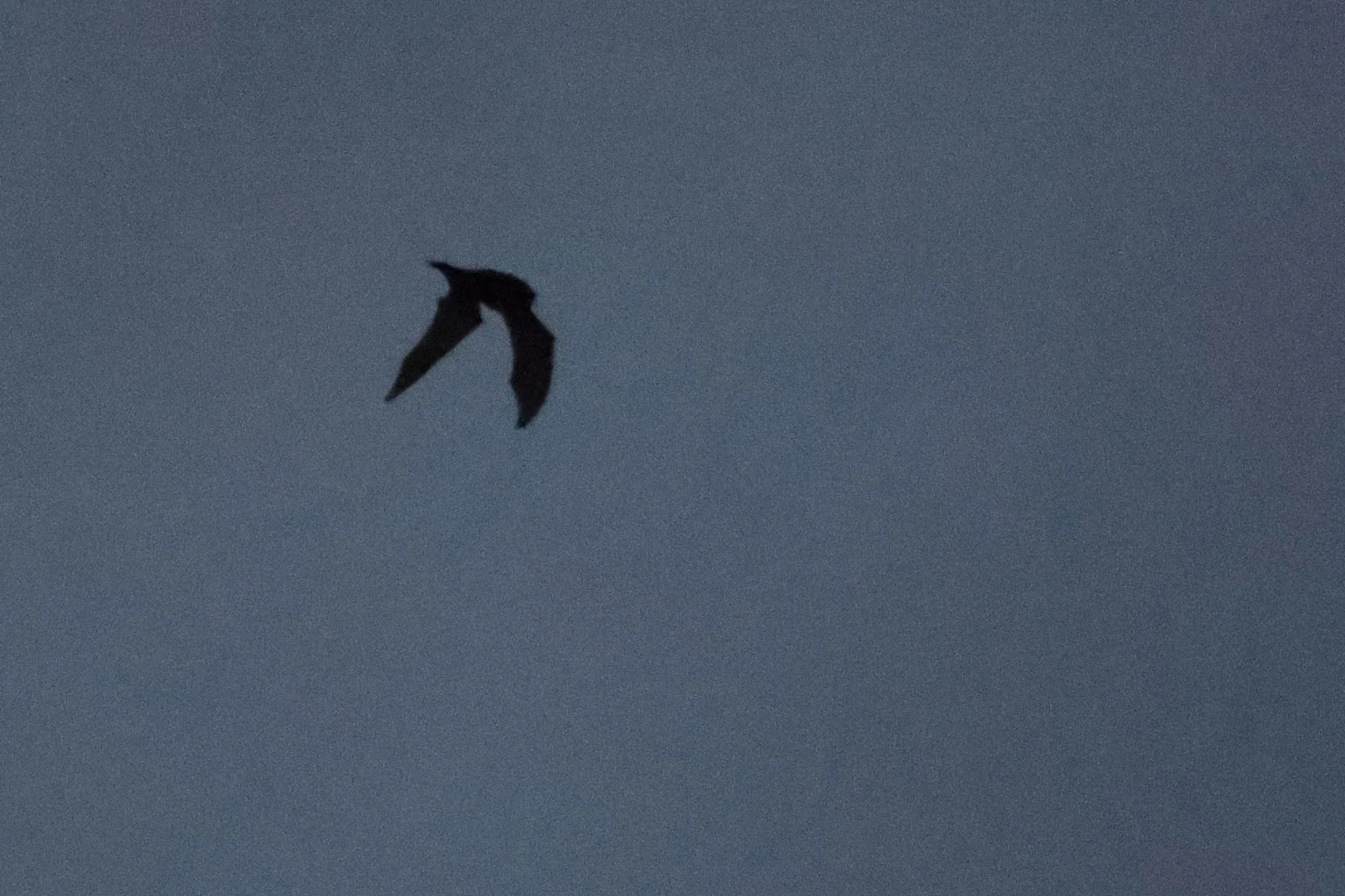 Chirop d'inverno H86A8179.JPG