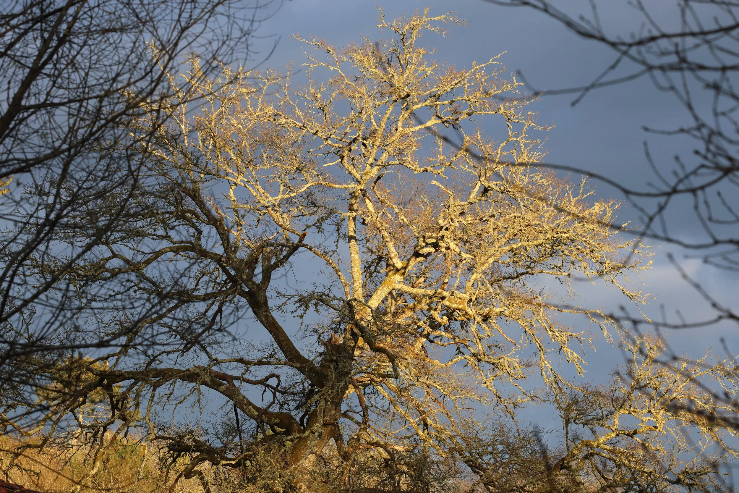 Moucherucq H86A3784.JPG