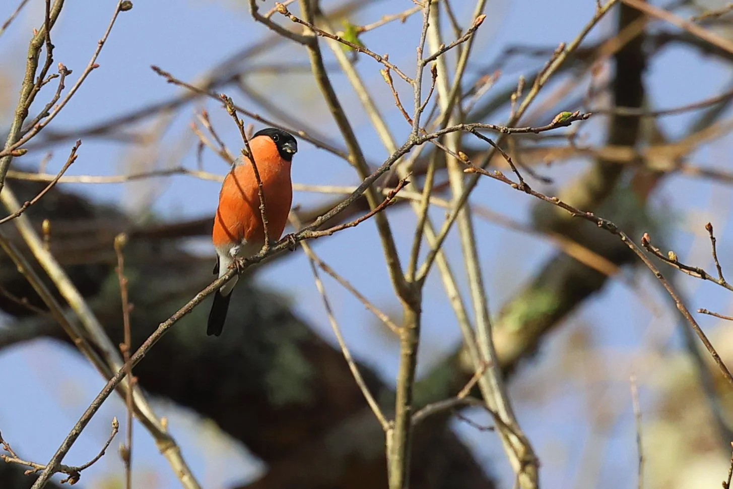 Bouvreuil M p H86A3570.JPG