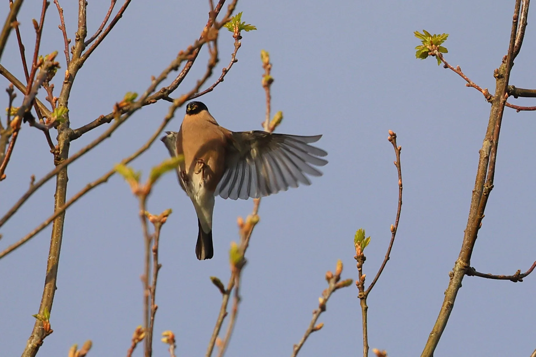 Bouvreuil F H86A3701.JPG