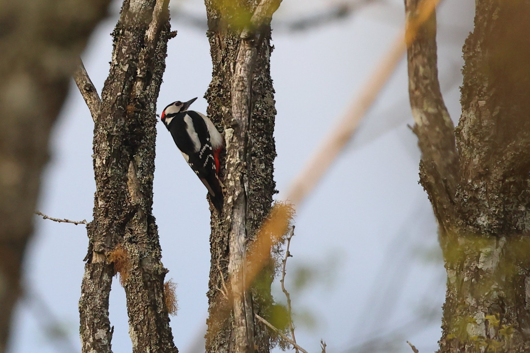 Epeiche p H86A3757.JPG