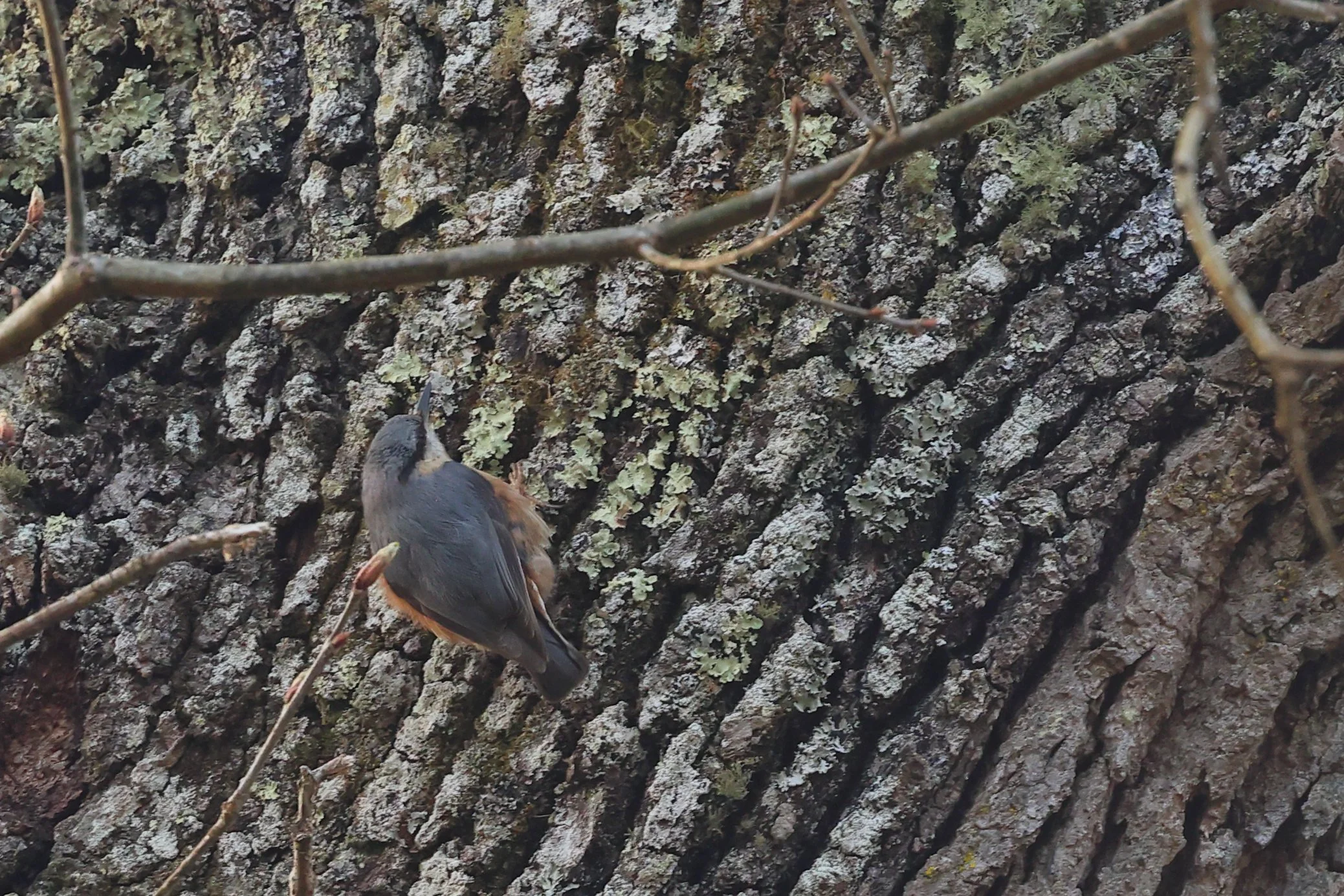 Sitelle H86A3833.JPG