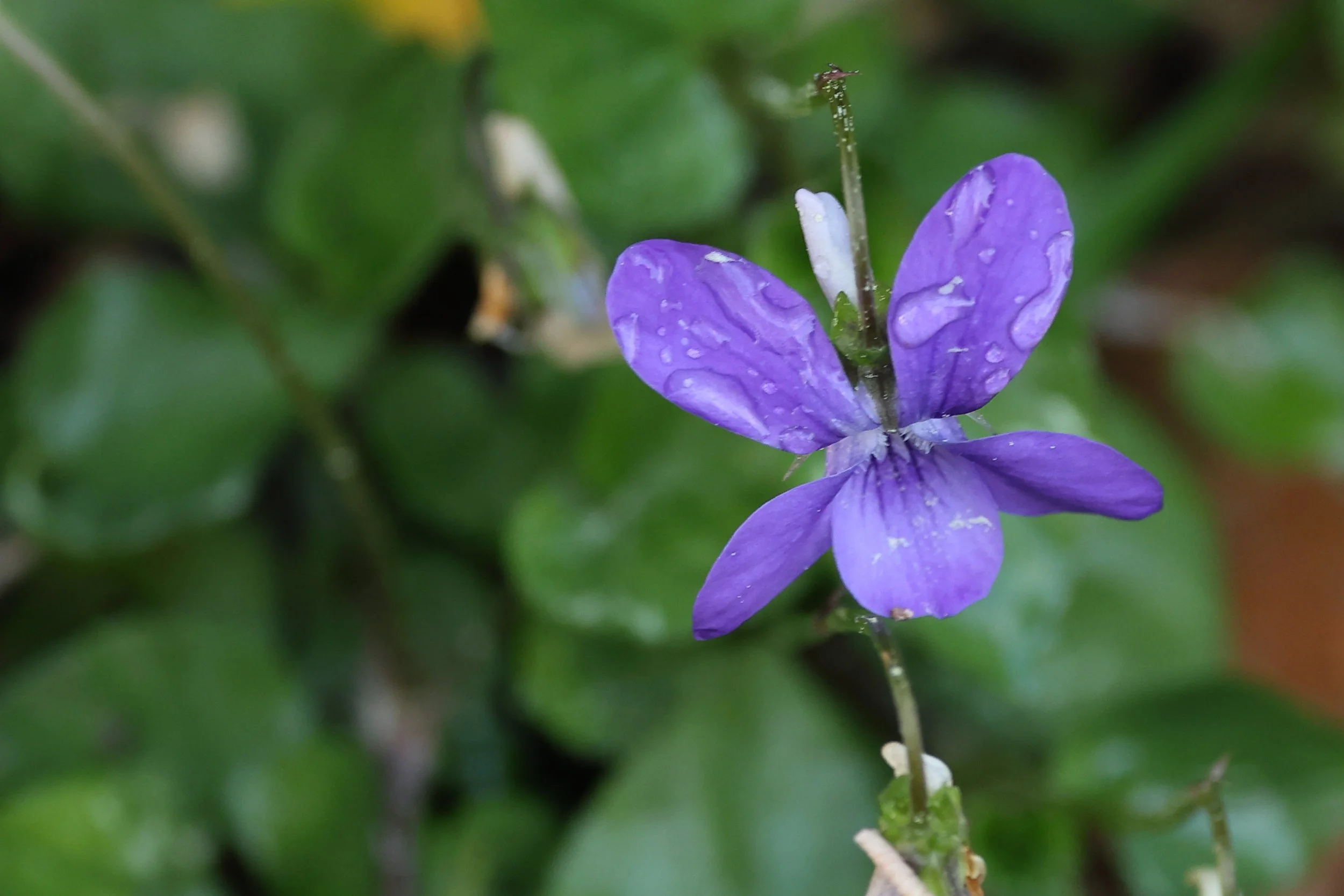 Violette H86A3794.JPG