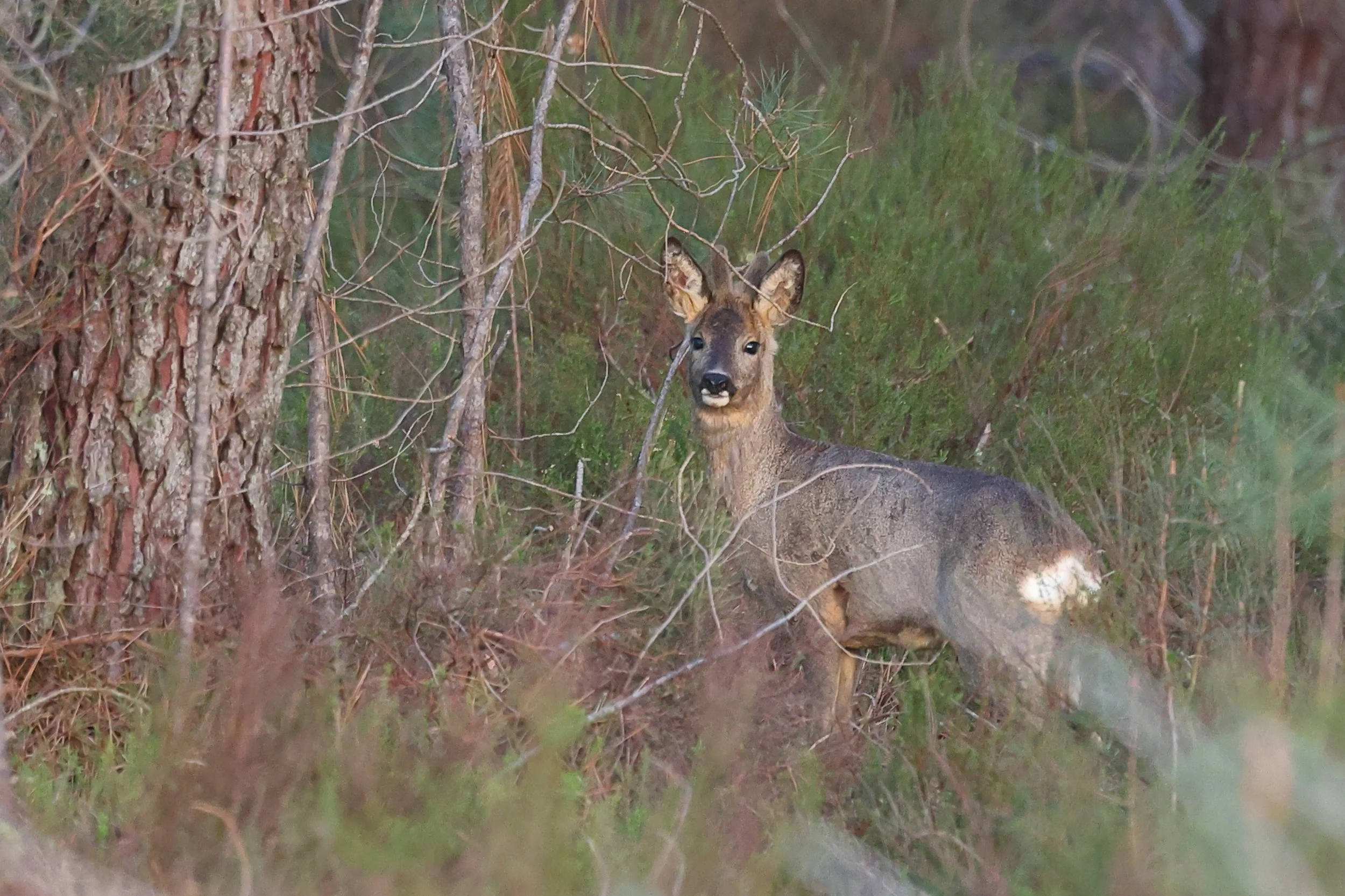 Chevreuil H86A4222.JPG