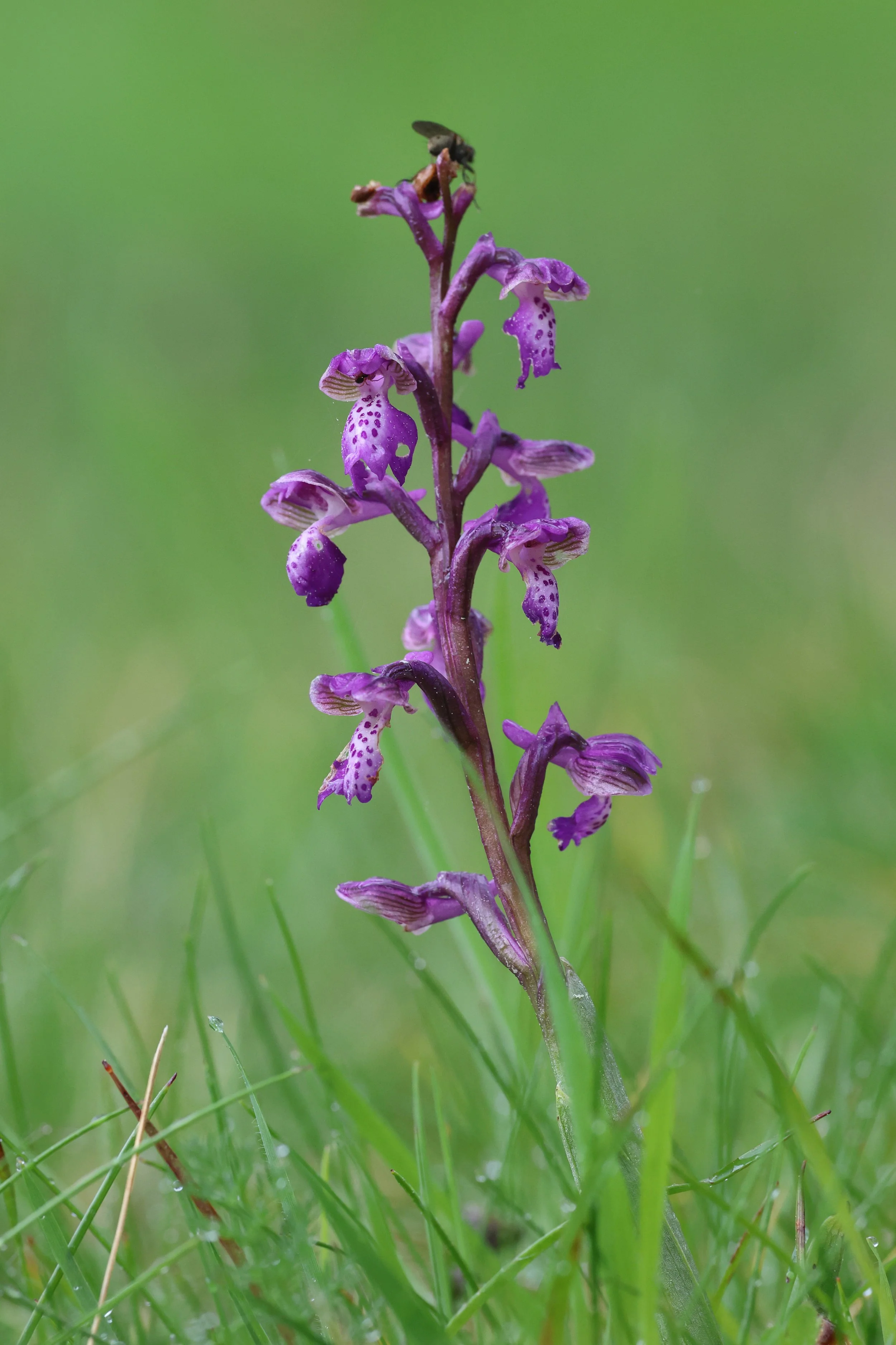 Orchidée Moucherucq H86A4179.JPG