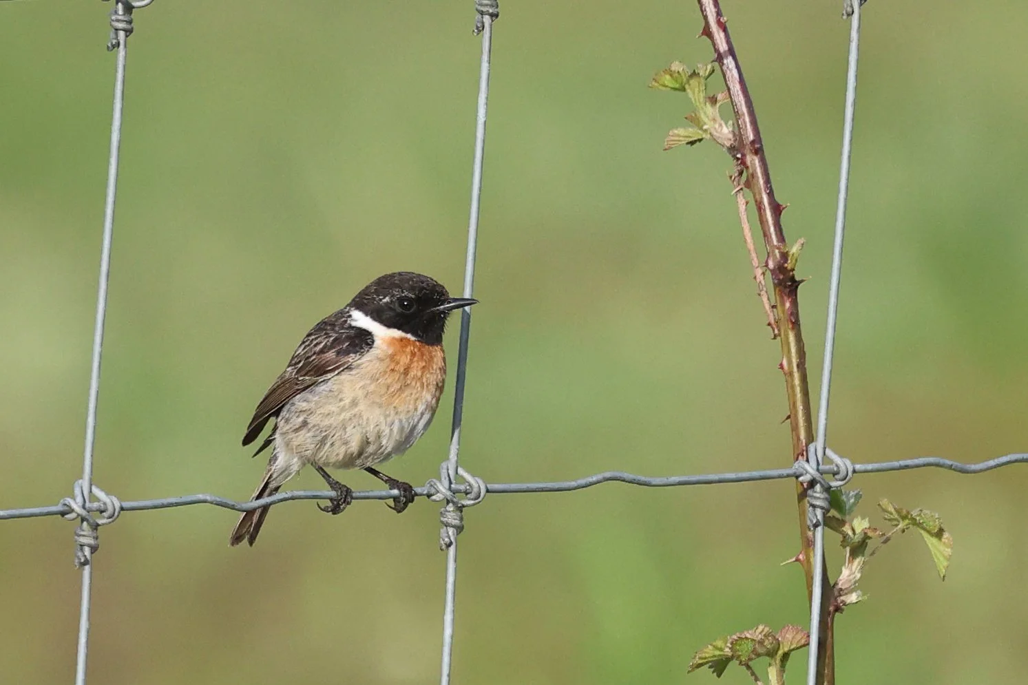 Tarrier patre H86A4025.JPG