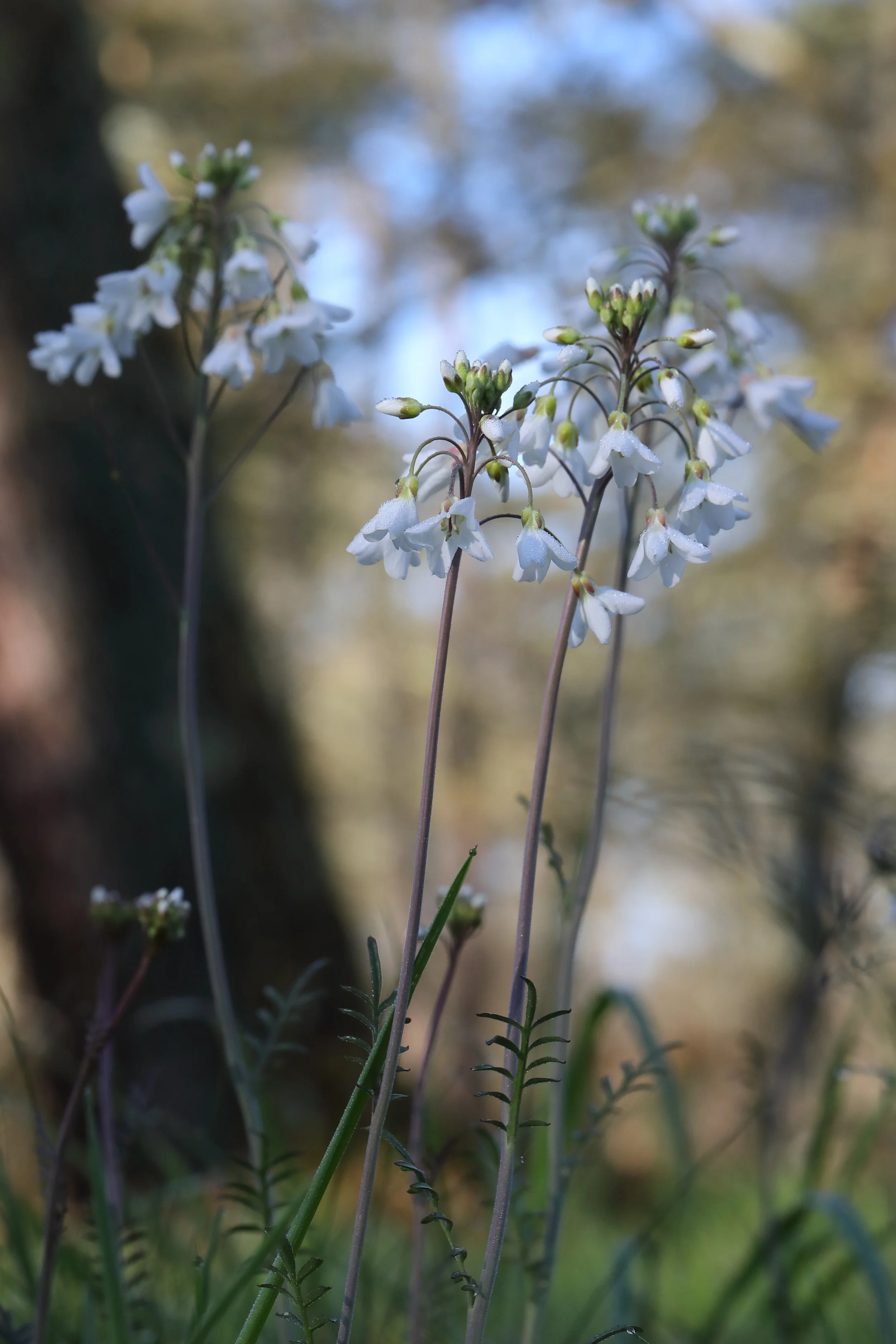 Moucherucq 464A3329.JPG