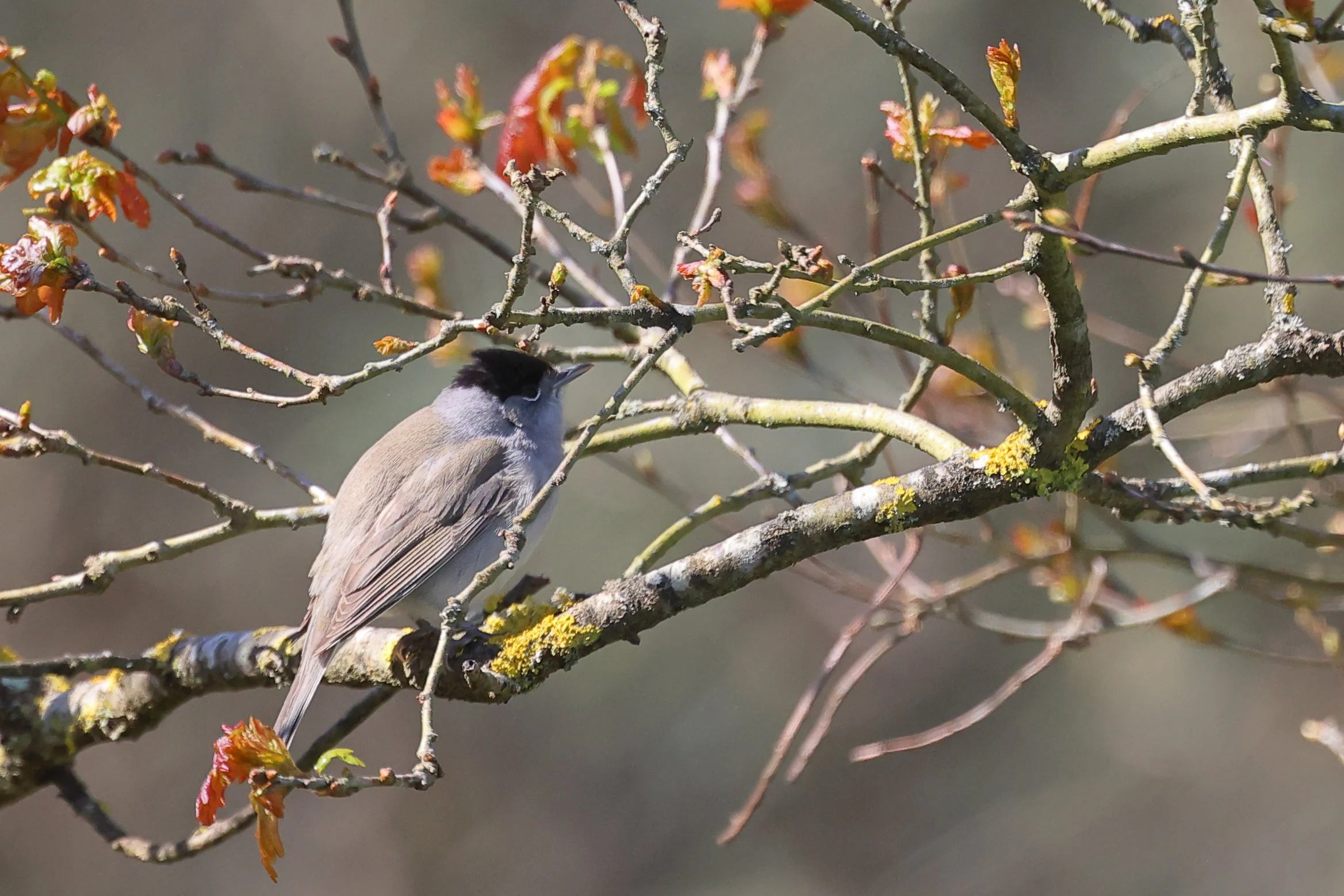 Fauvette à tete noire H86A4763.JPG