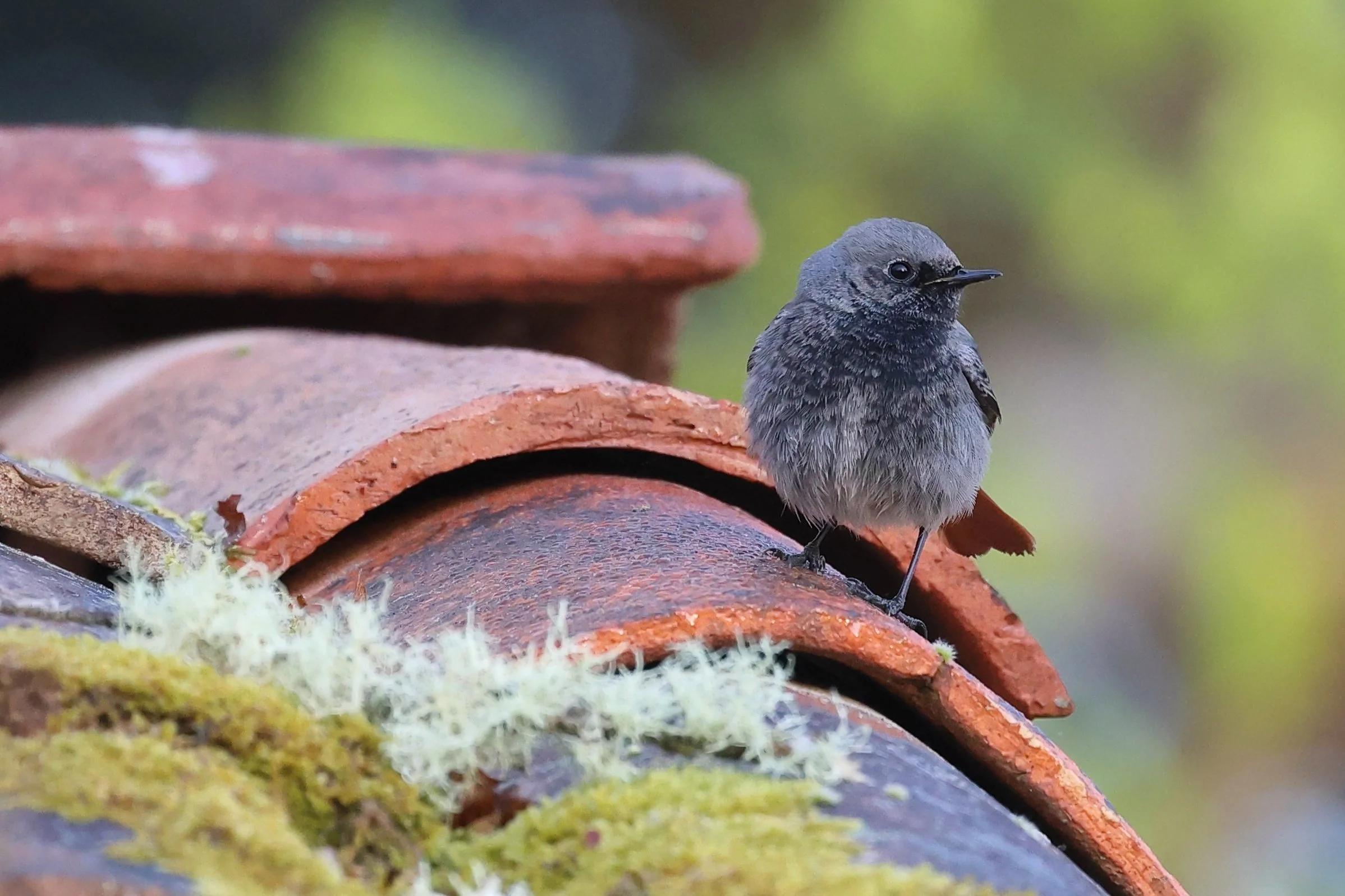 Rouge queue noir H86A4233.JPG