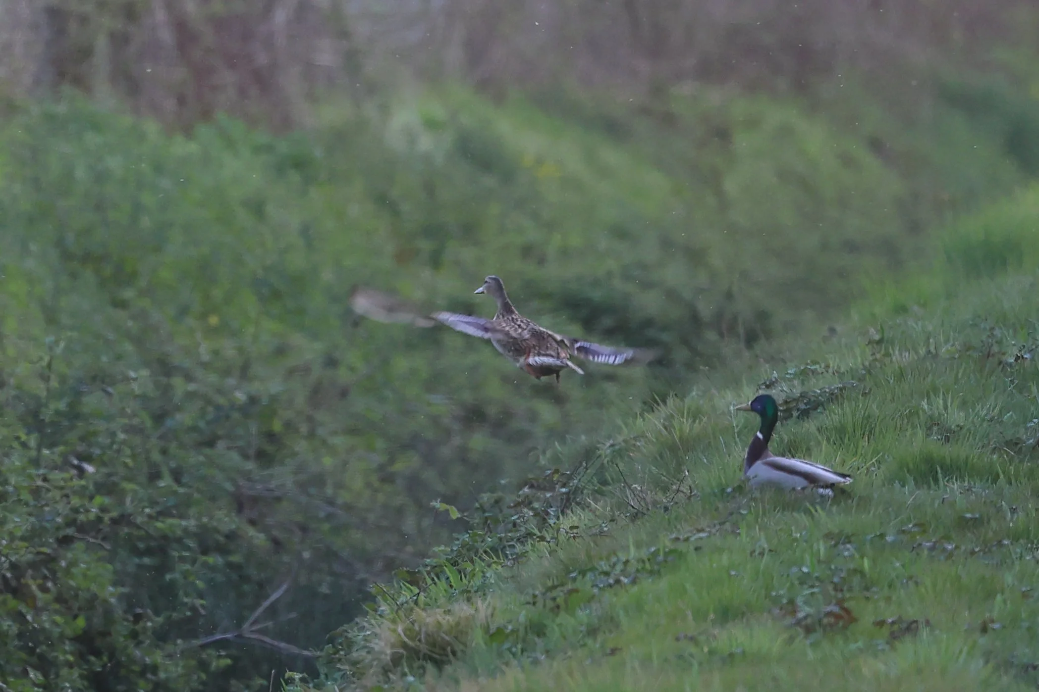 Colvertsd H86A4820.JPG