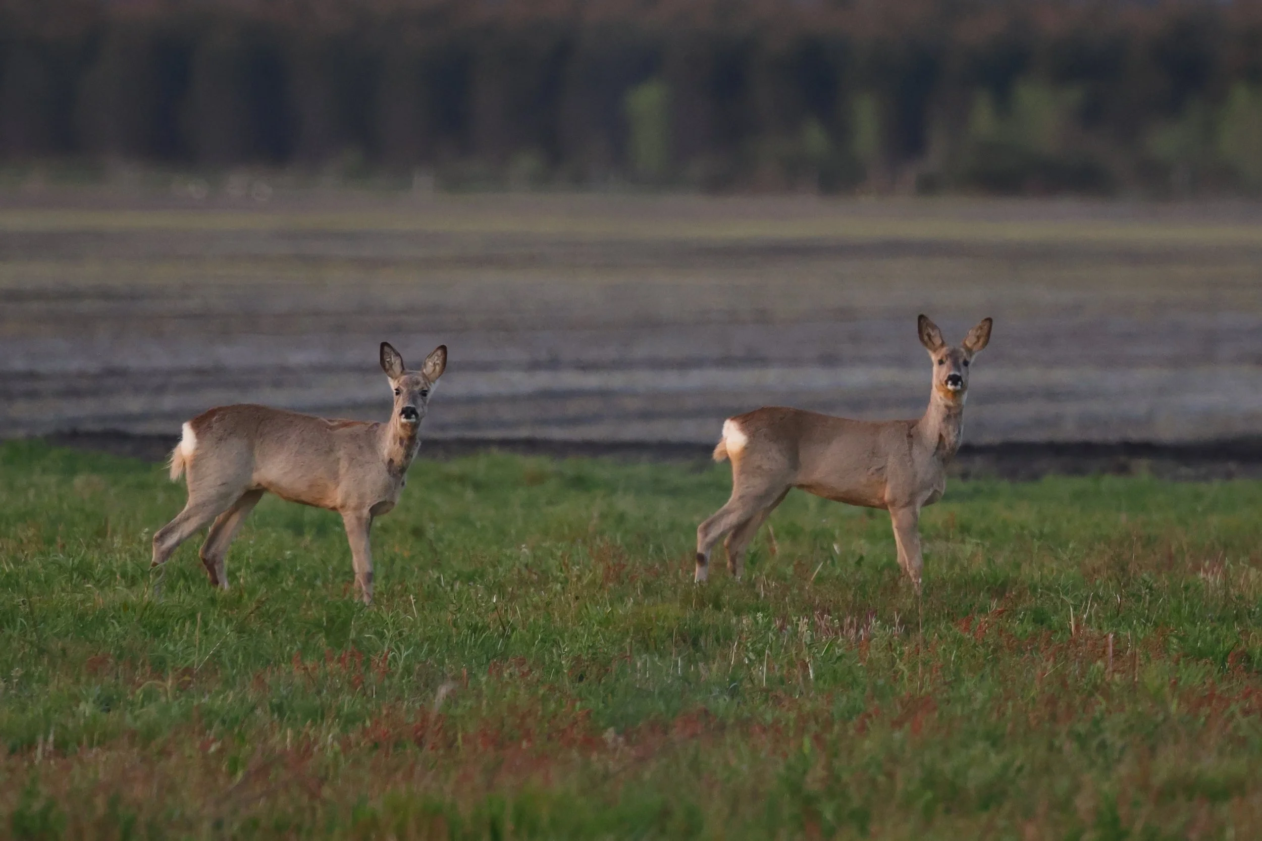 Chevreuil H86A5006.JPG