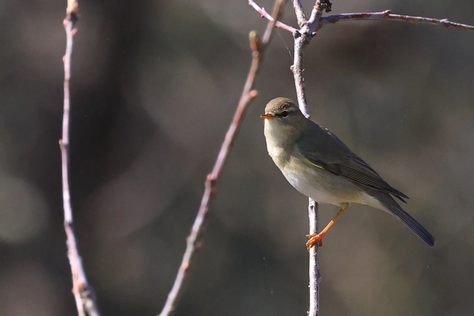 Poulliot H86A4584.JPG