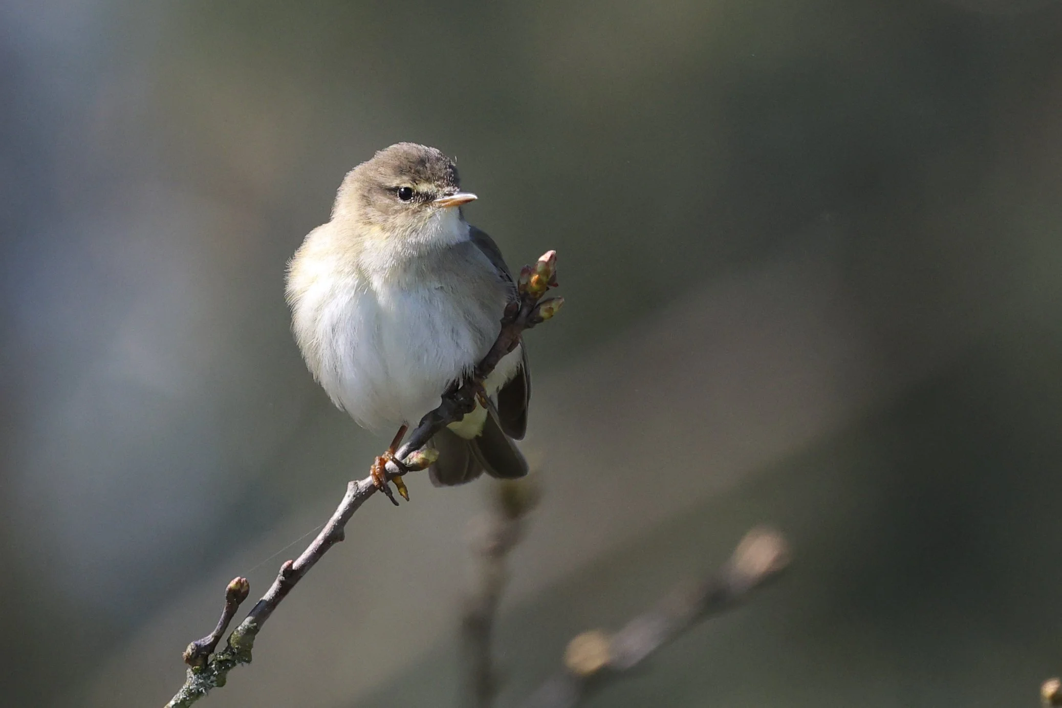 Pouillot de Bonelli H86A4683.JPG