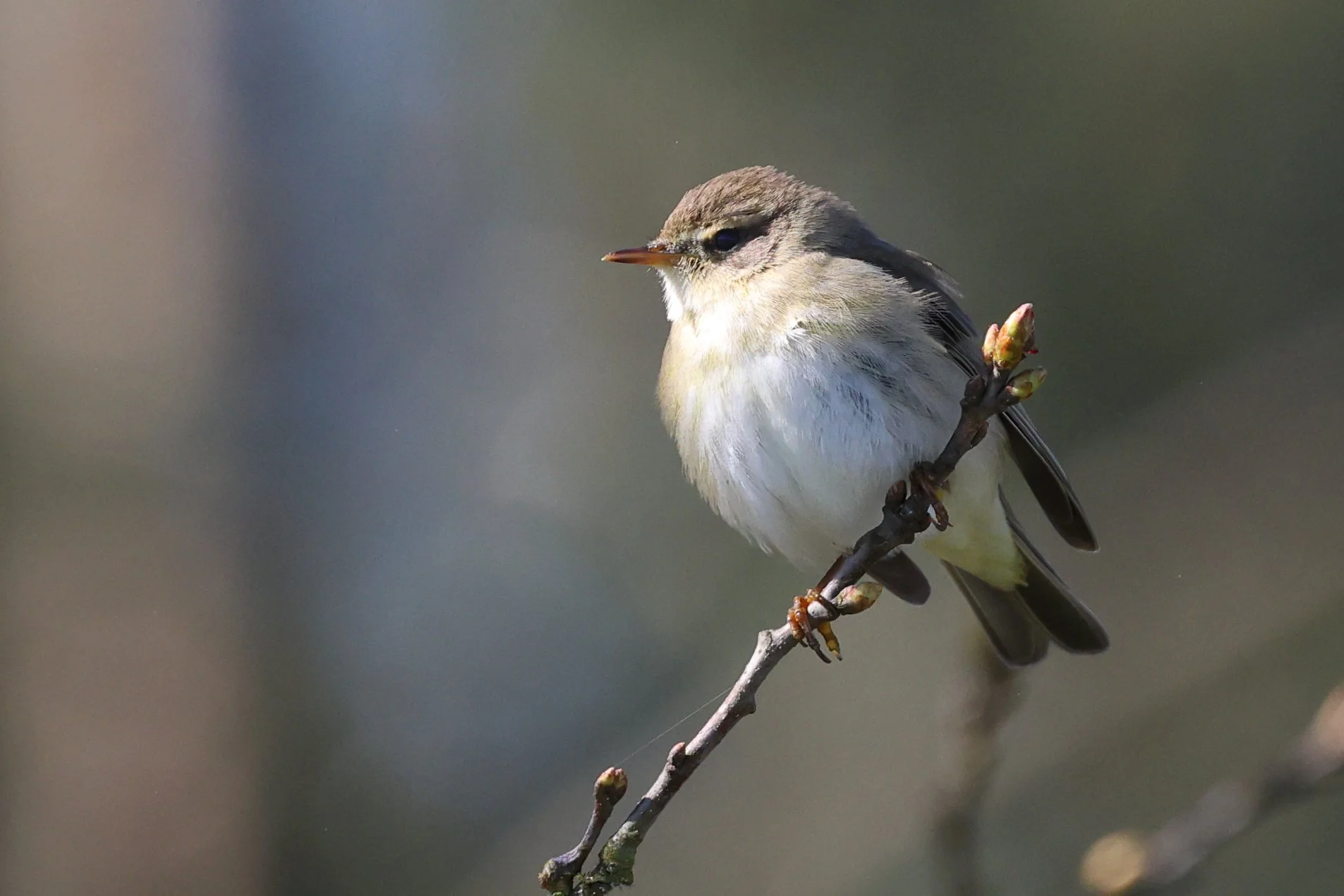 Pouillot H86A4702.JPG