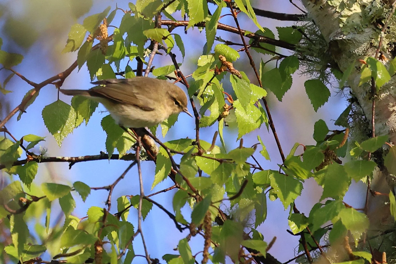 Pouillot H86A4244.JPG