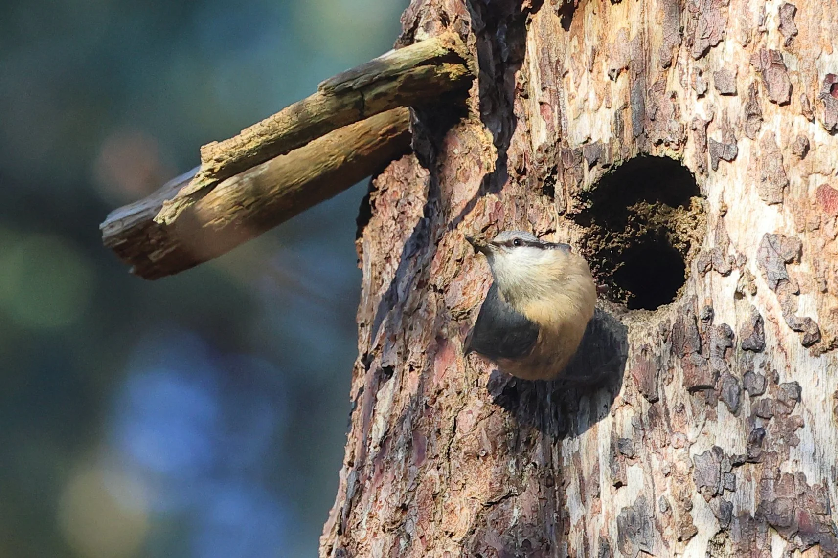 Sitelle H86A4490.JPG