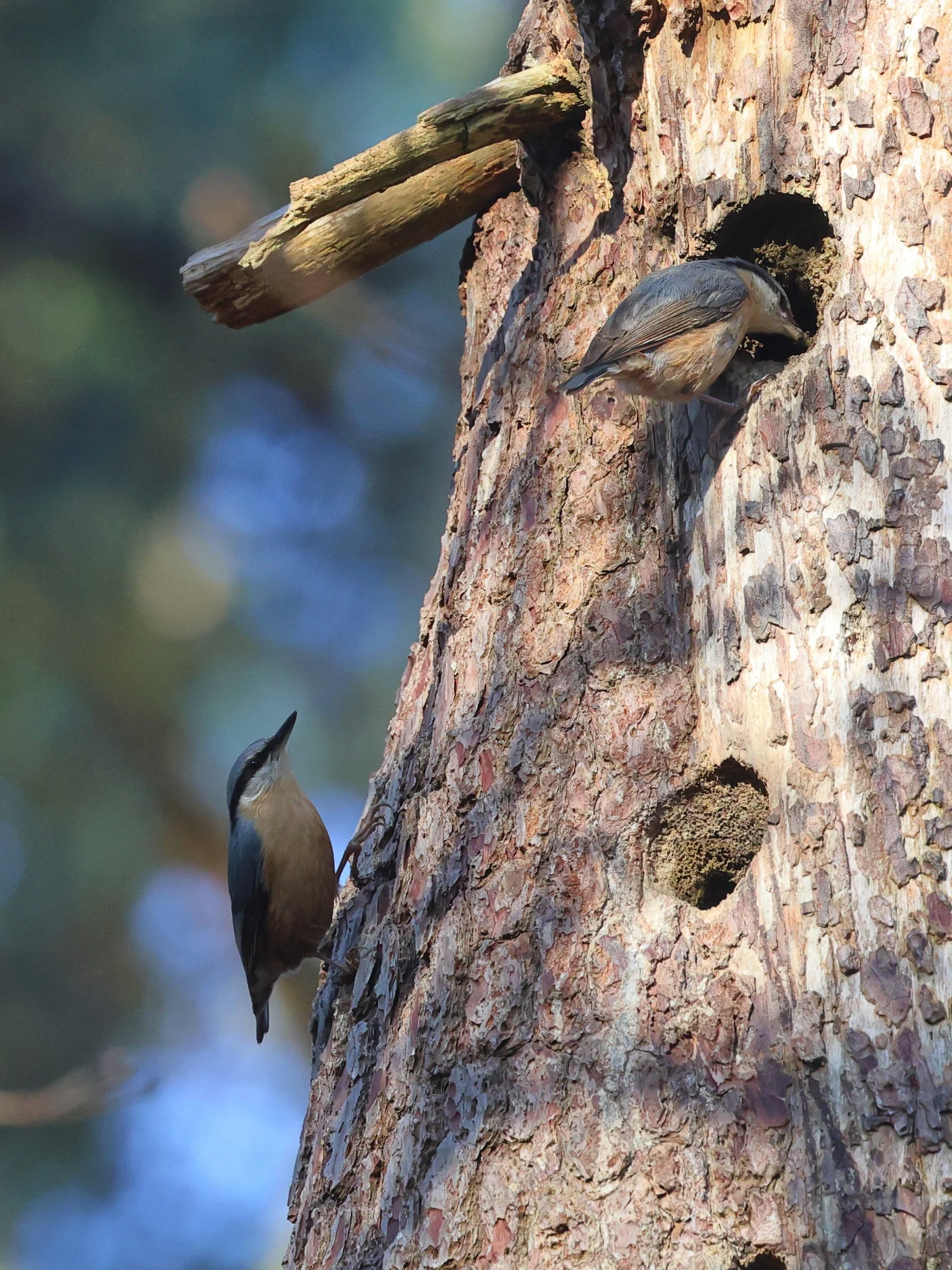 sitelle H86A4480.JPG