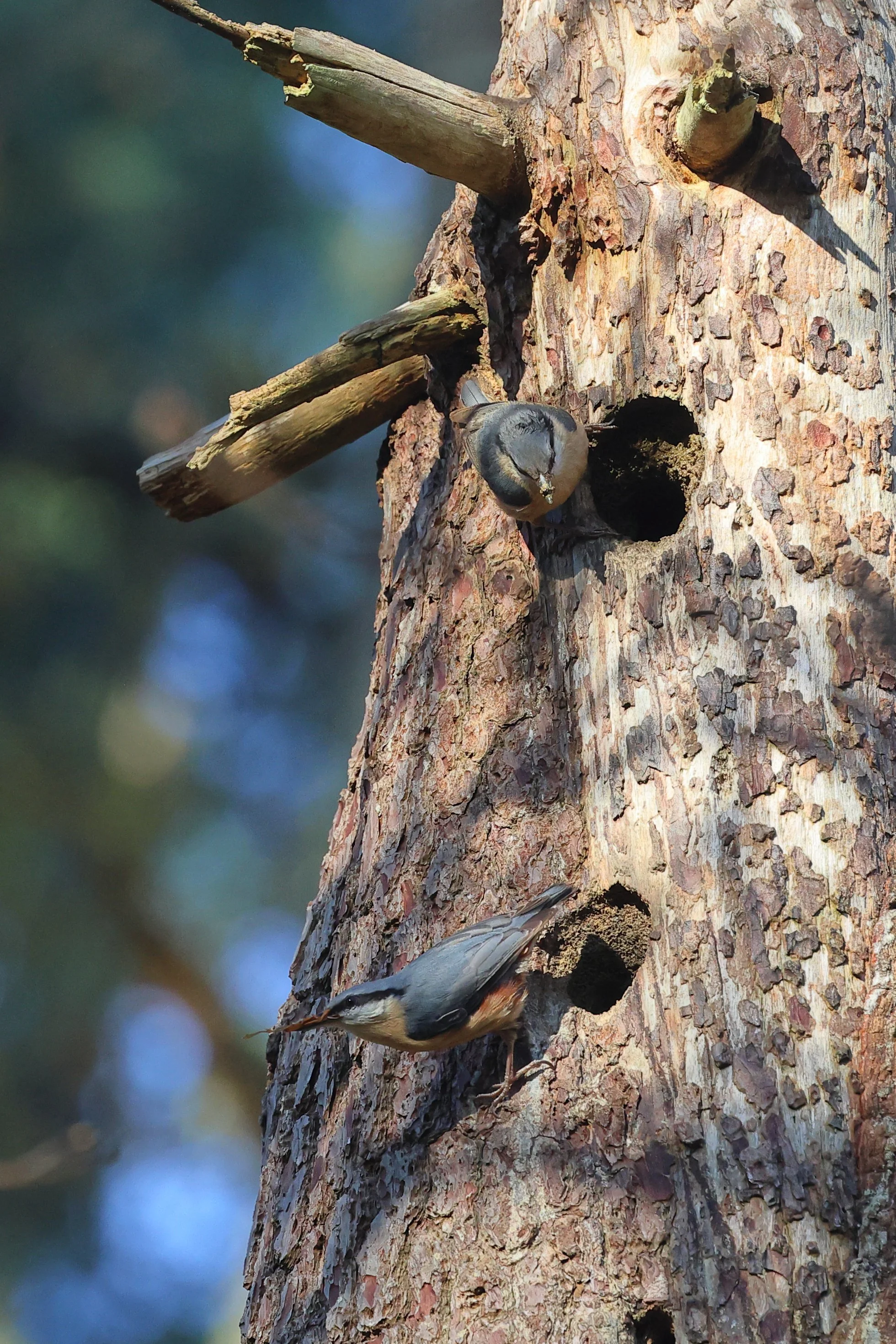 Sitelles H86A4455.JPG