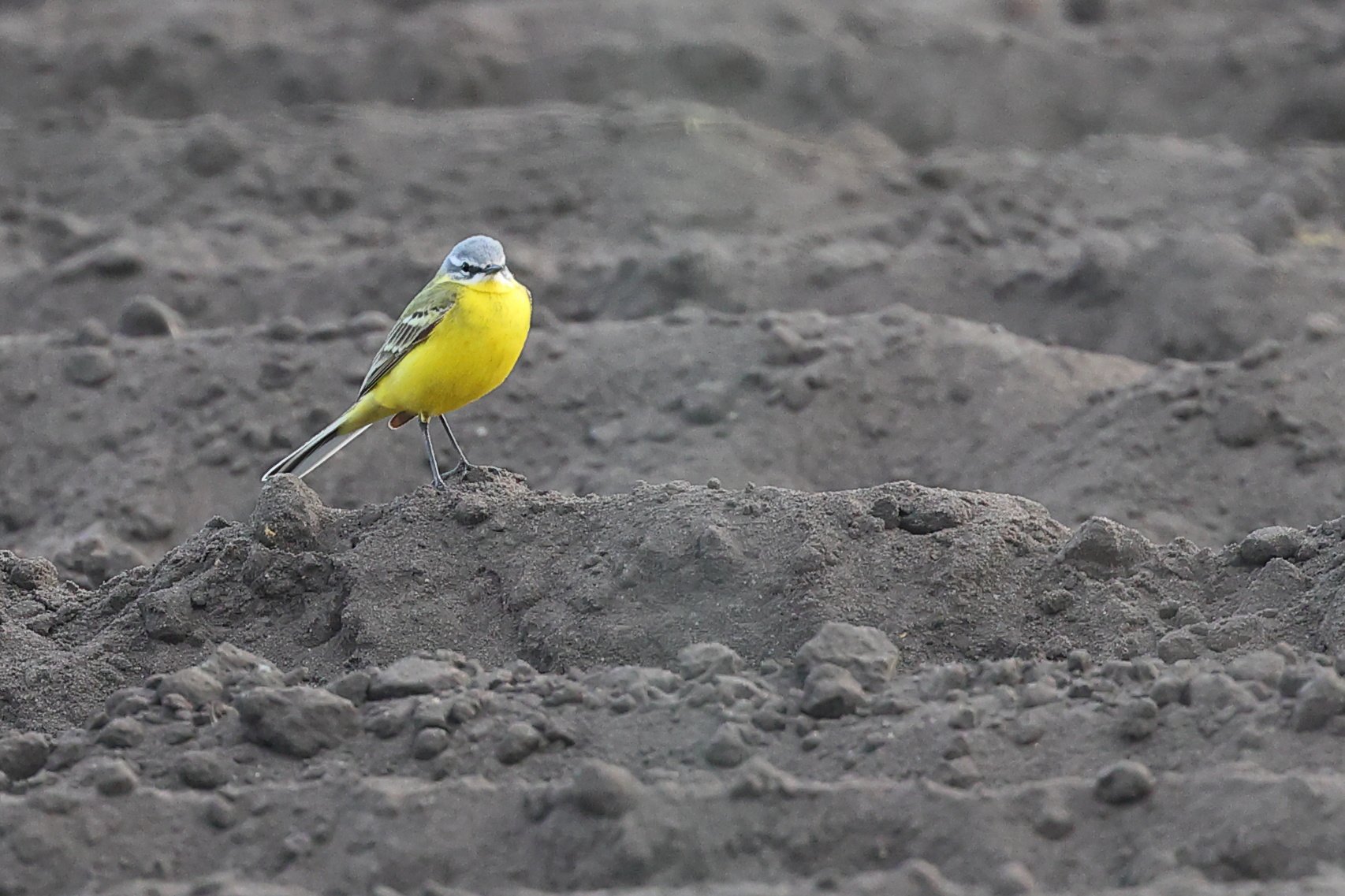 Bergeronnette printaniere  H86A5122.JPG