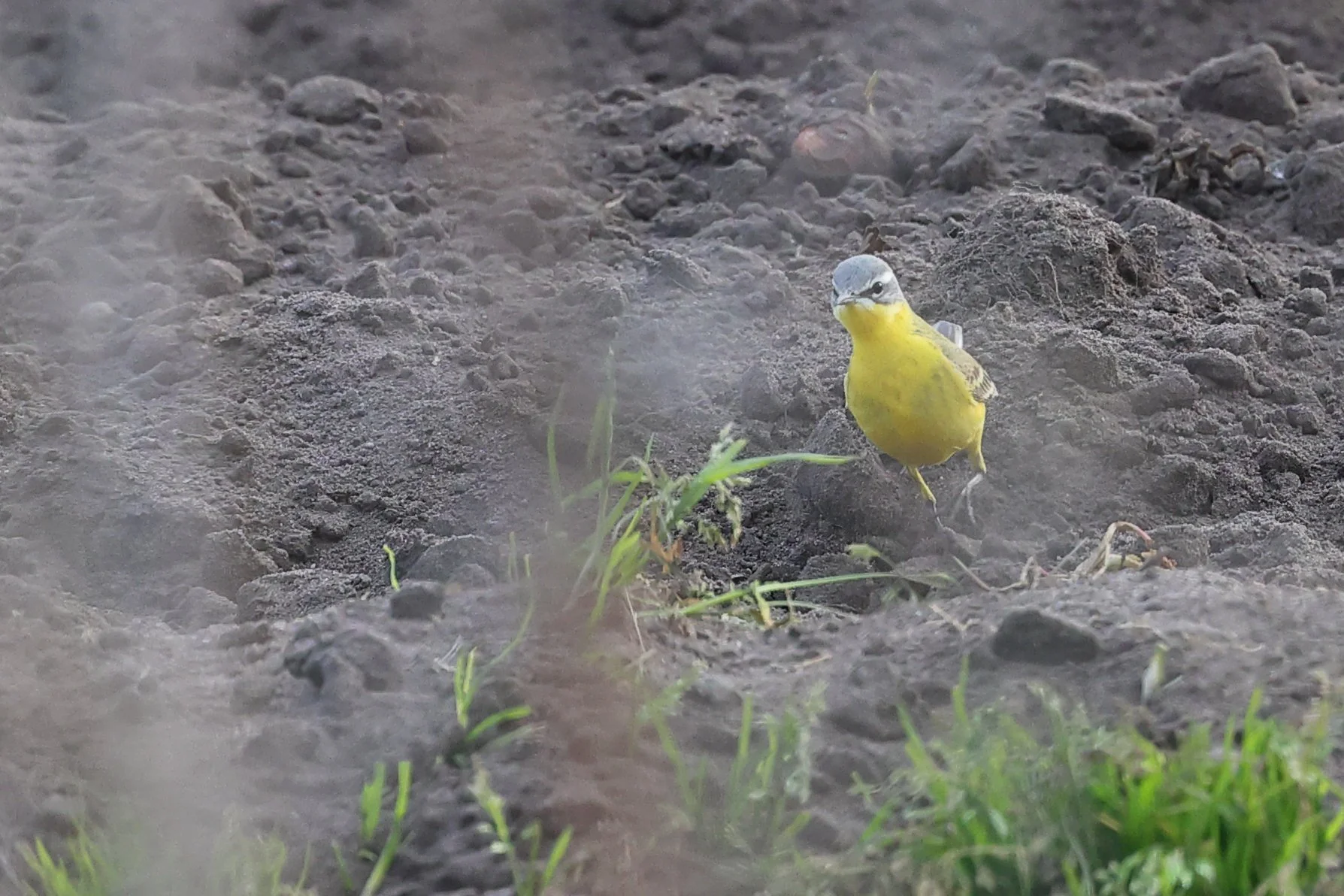 Bergeronette printanniere H86A5141.JPG