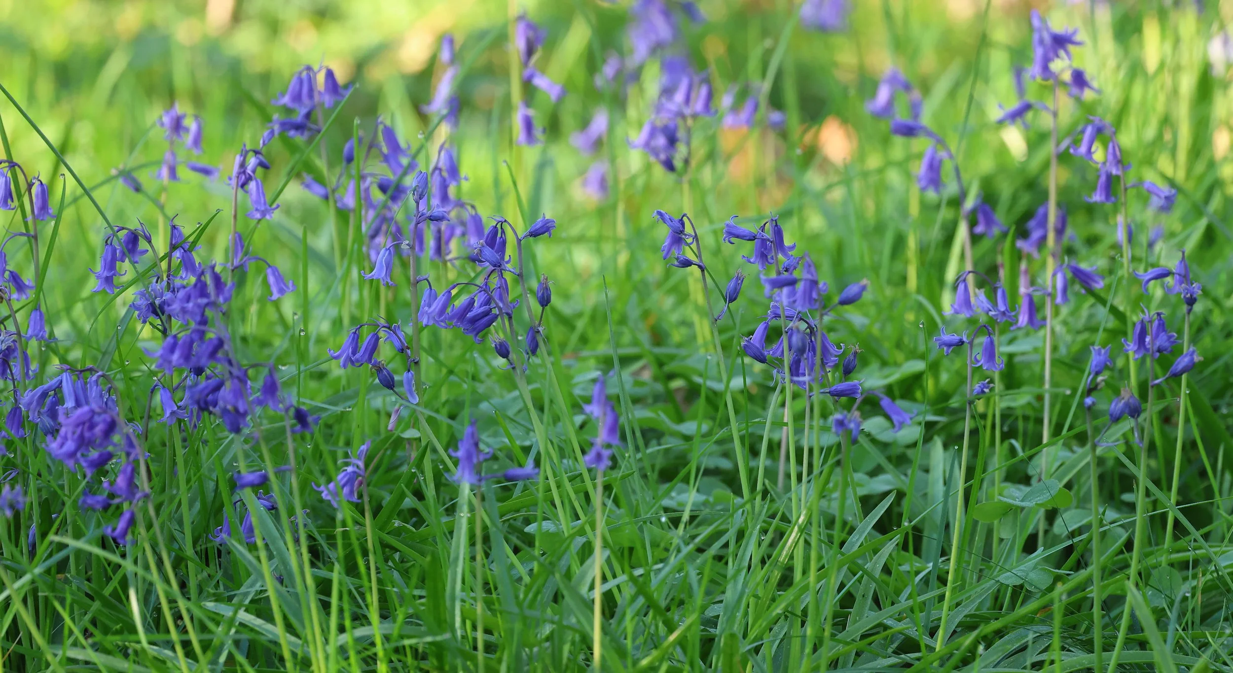 Moucherucq H86A5175.JPG