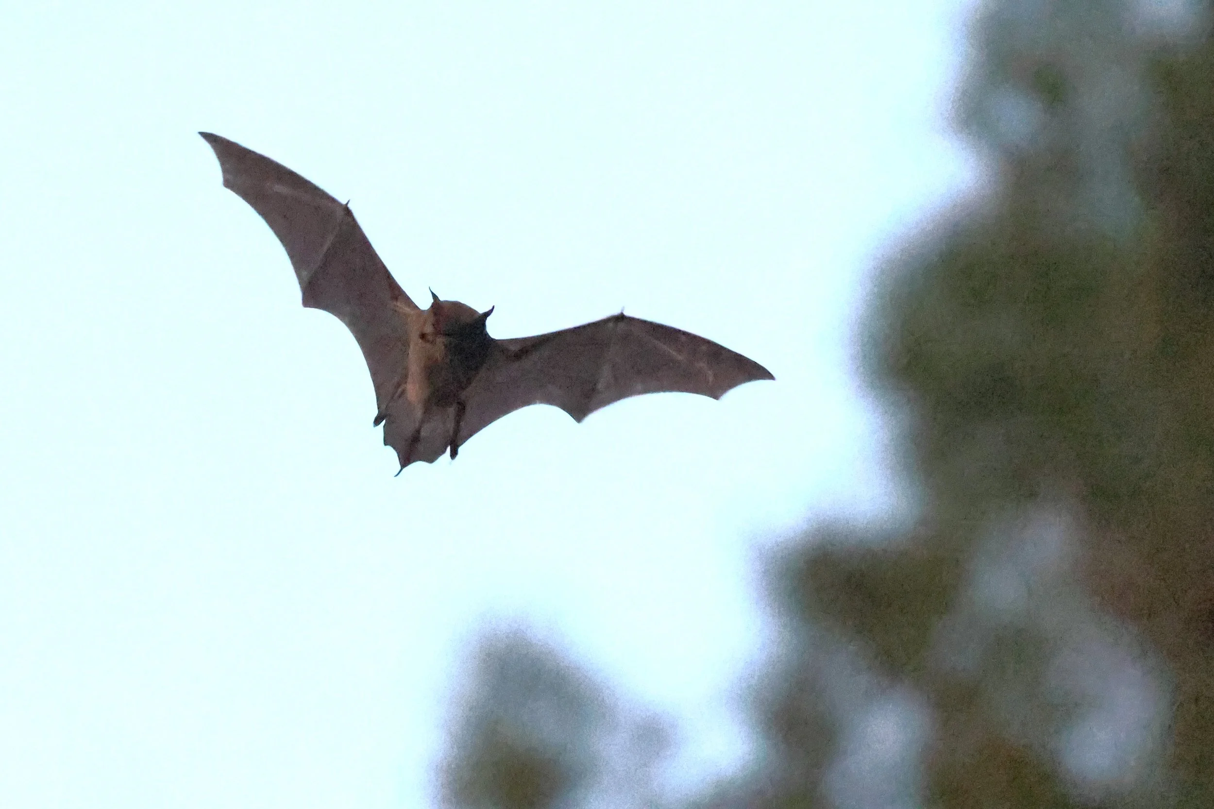 Sore Leyre plus H86A5423.JPG