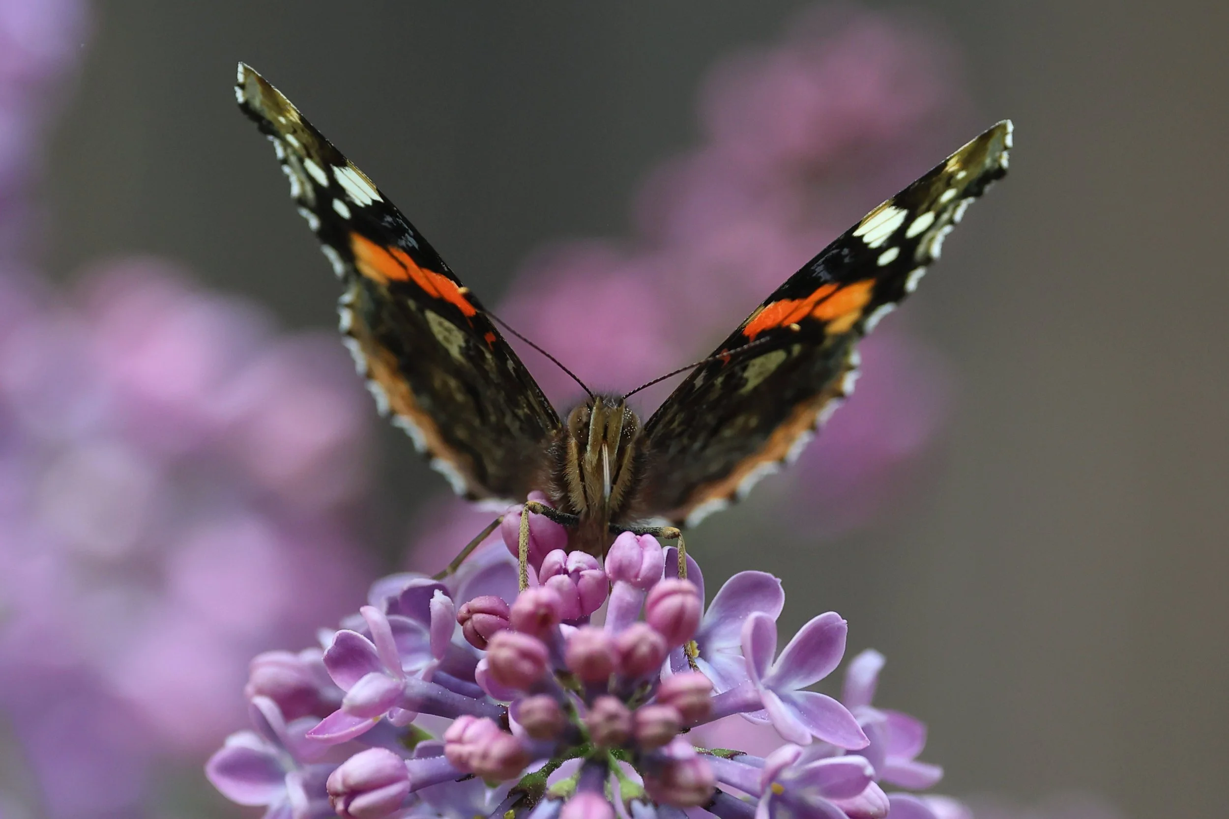 Moucherucq H86A6032.JPG