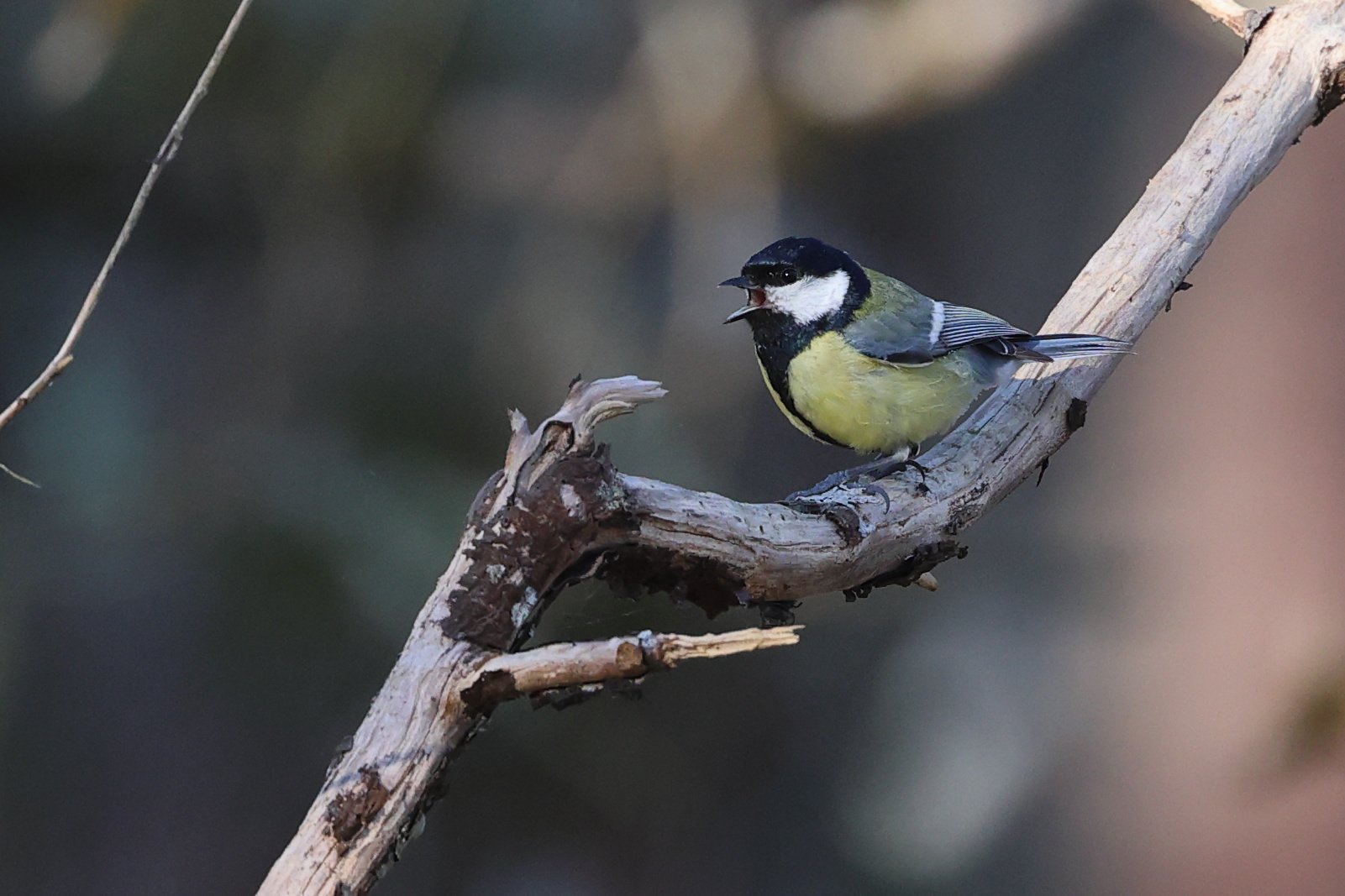 Charboniere H86A6292.JPG