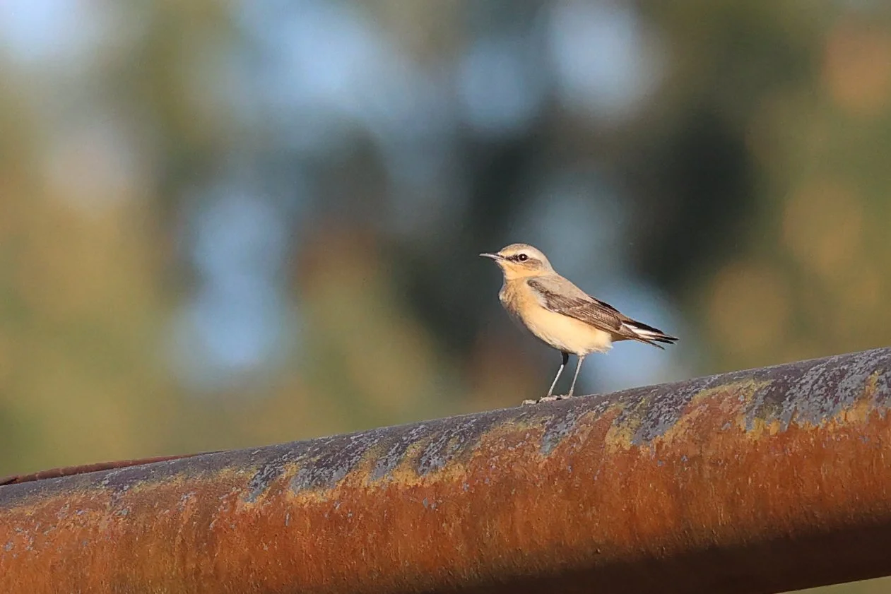 Traquet motteux H86A6652.JPG