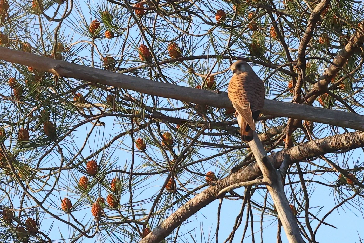 crecerelle H86A6730.JPG