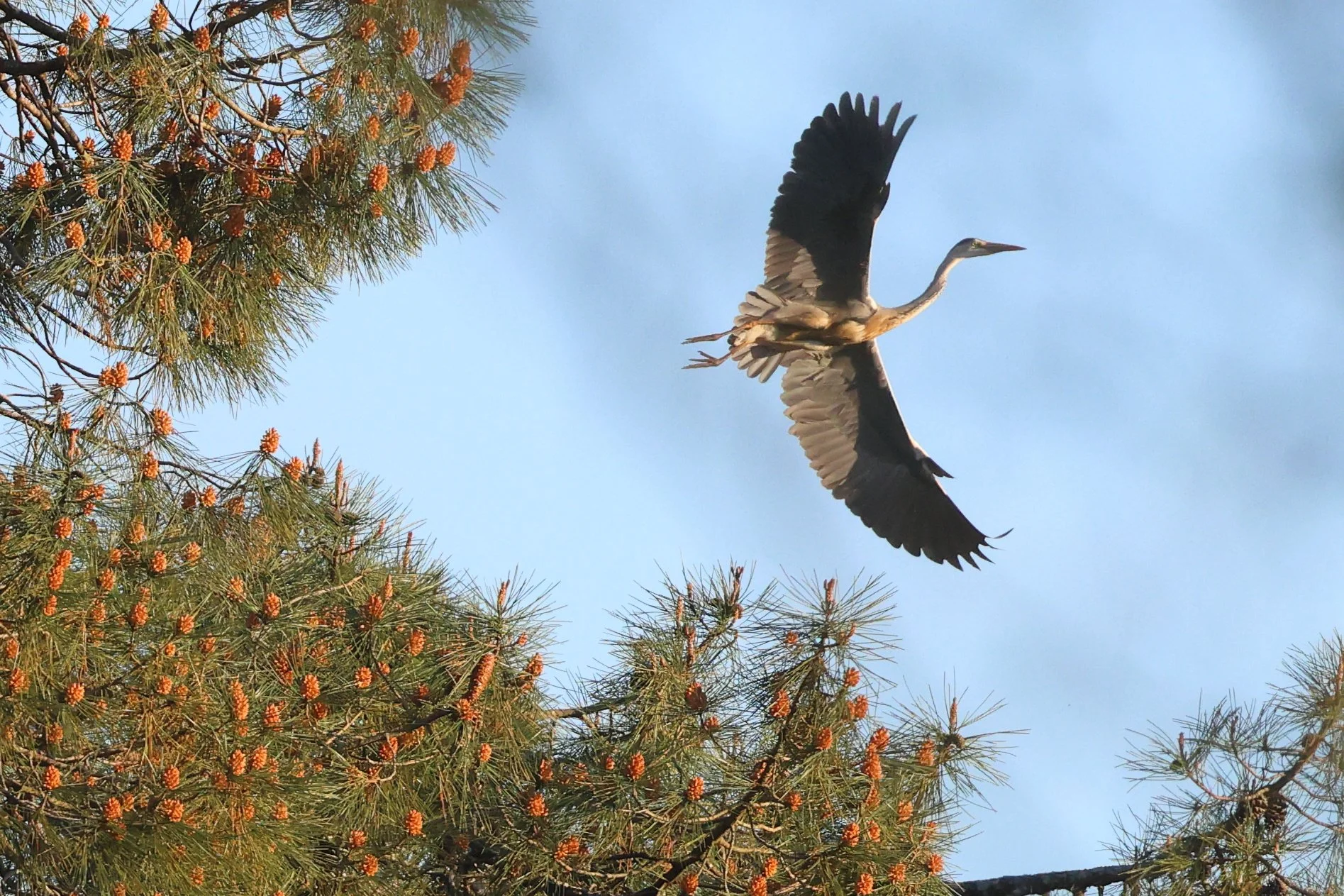 Cendré H86A6786.JPG