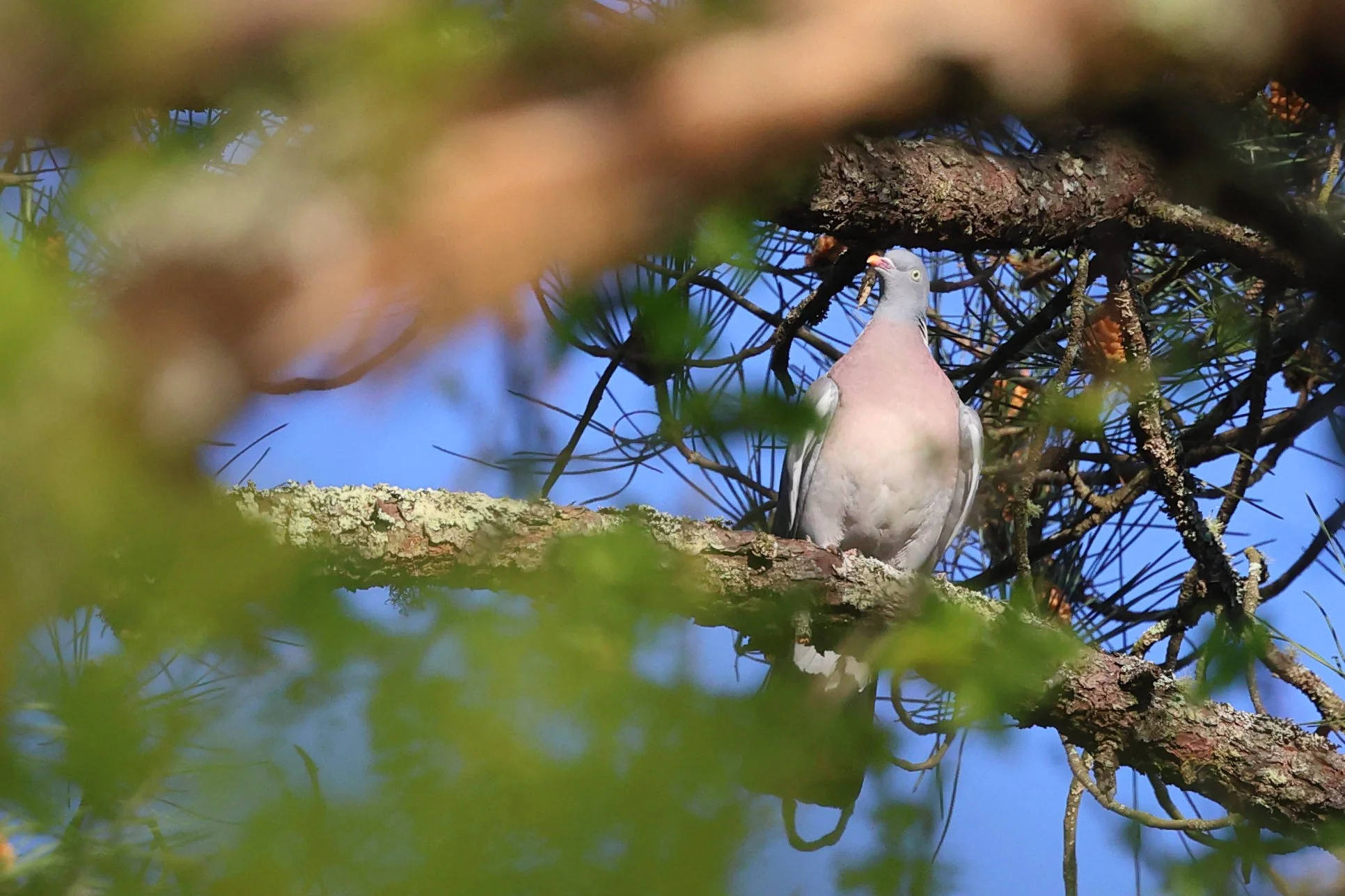 Palombe H86A6191.JPG