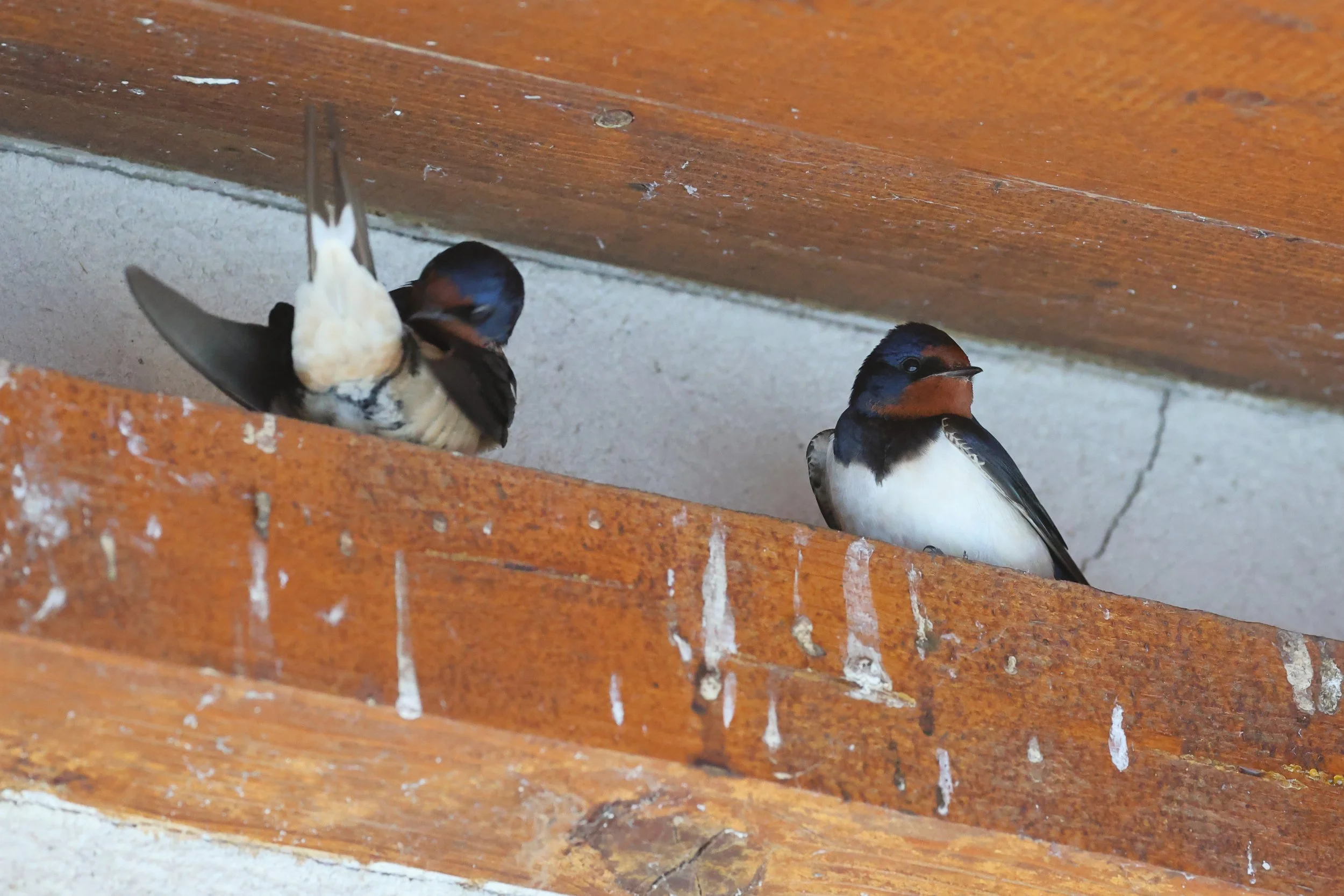 Hirondelle H86A6409.JPG