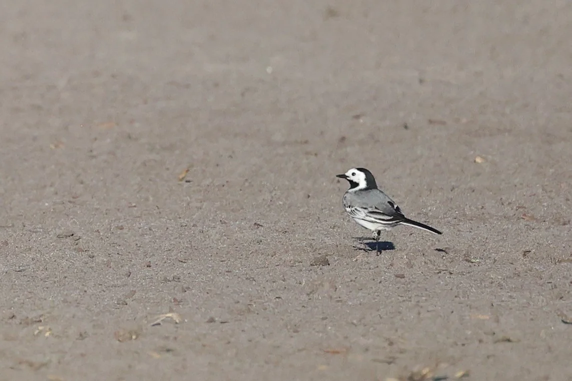 bergeronette H86A6689.JPG