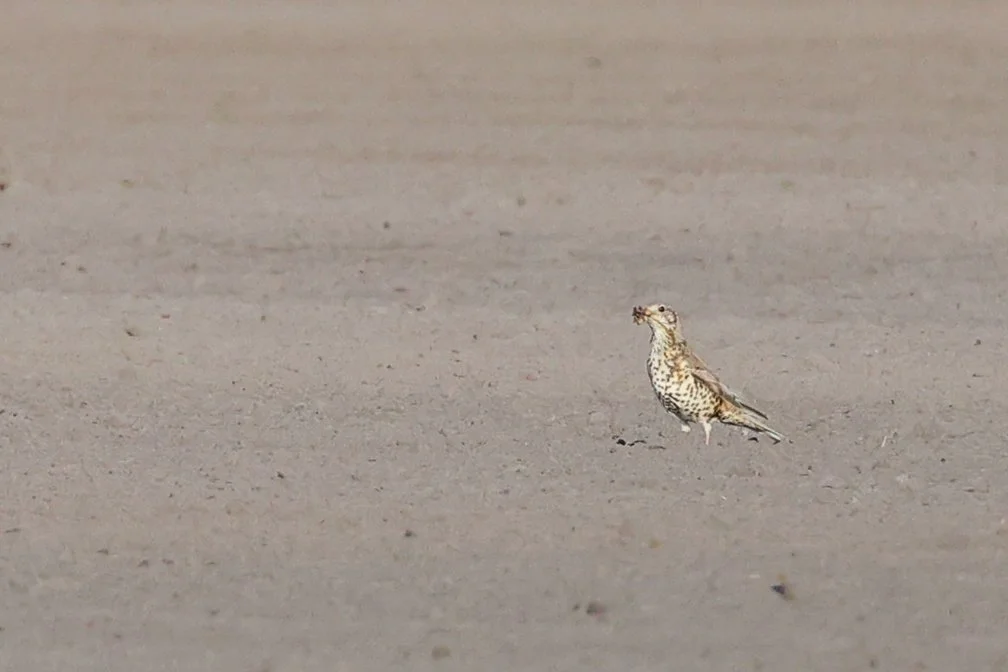 Grive draine p H86A6632.JPG