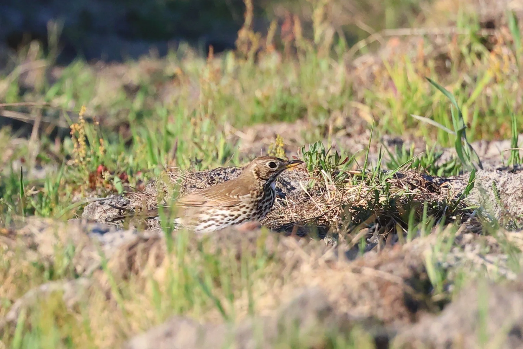 musicienne p H86A6553.JPG