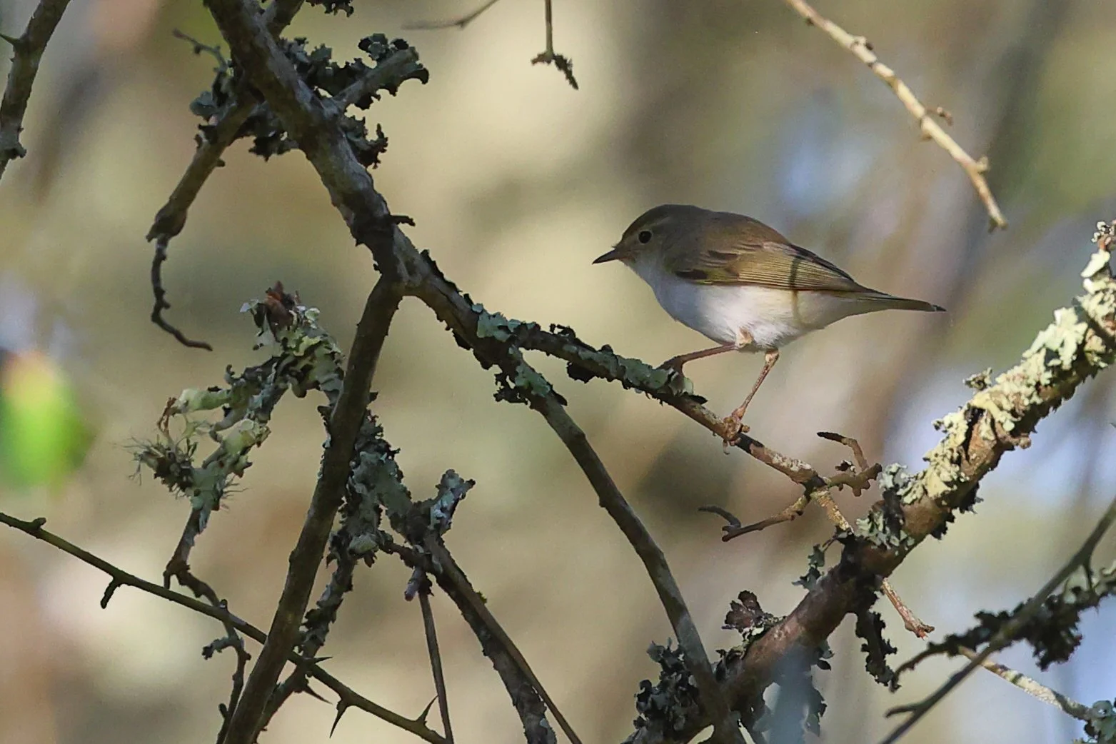Pouillot de Bonelli H86A6220.JPG