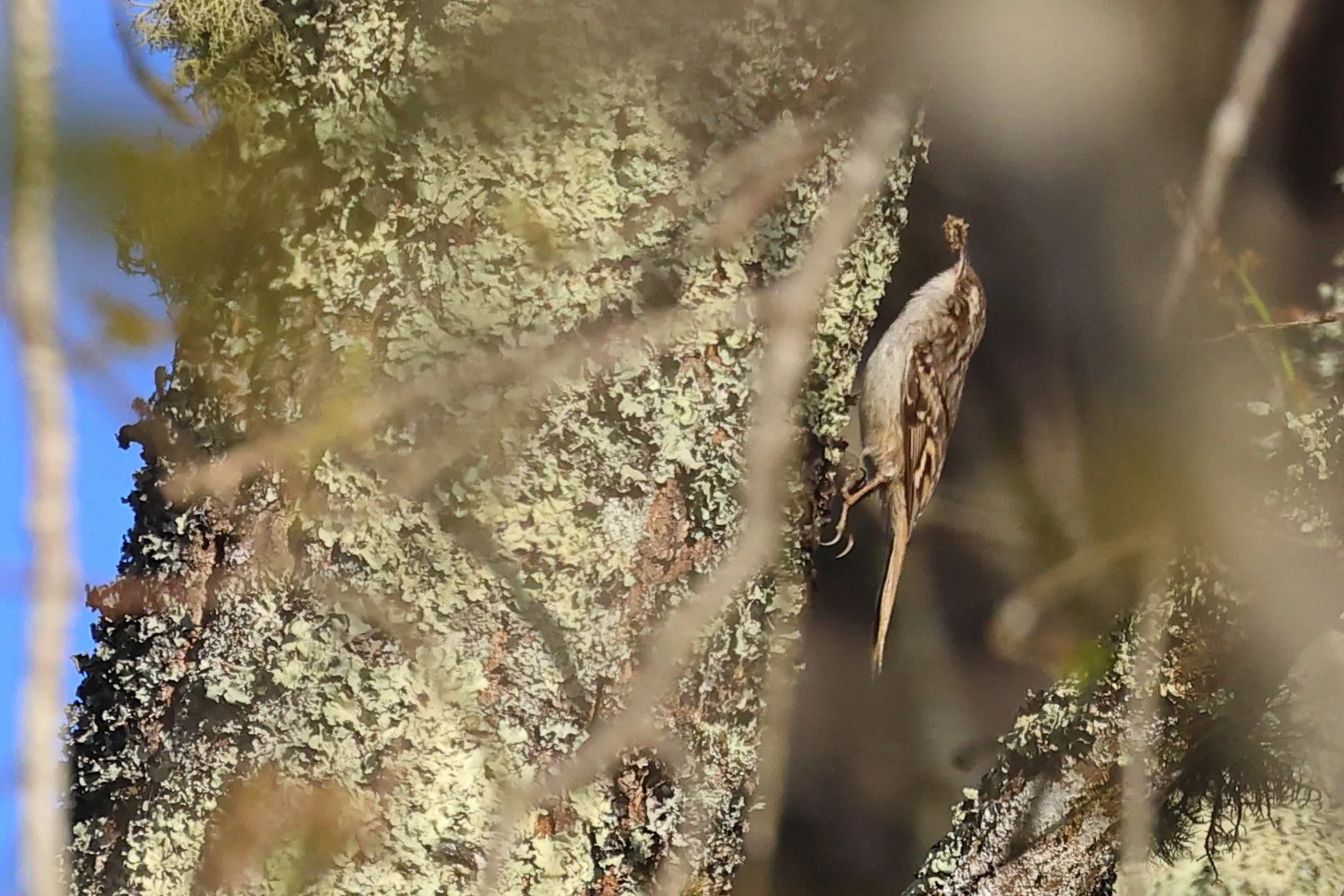 Grimpereau des jardins H86A7760.JPG