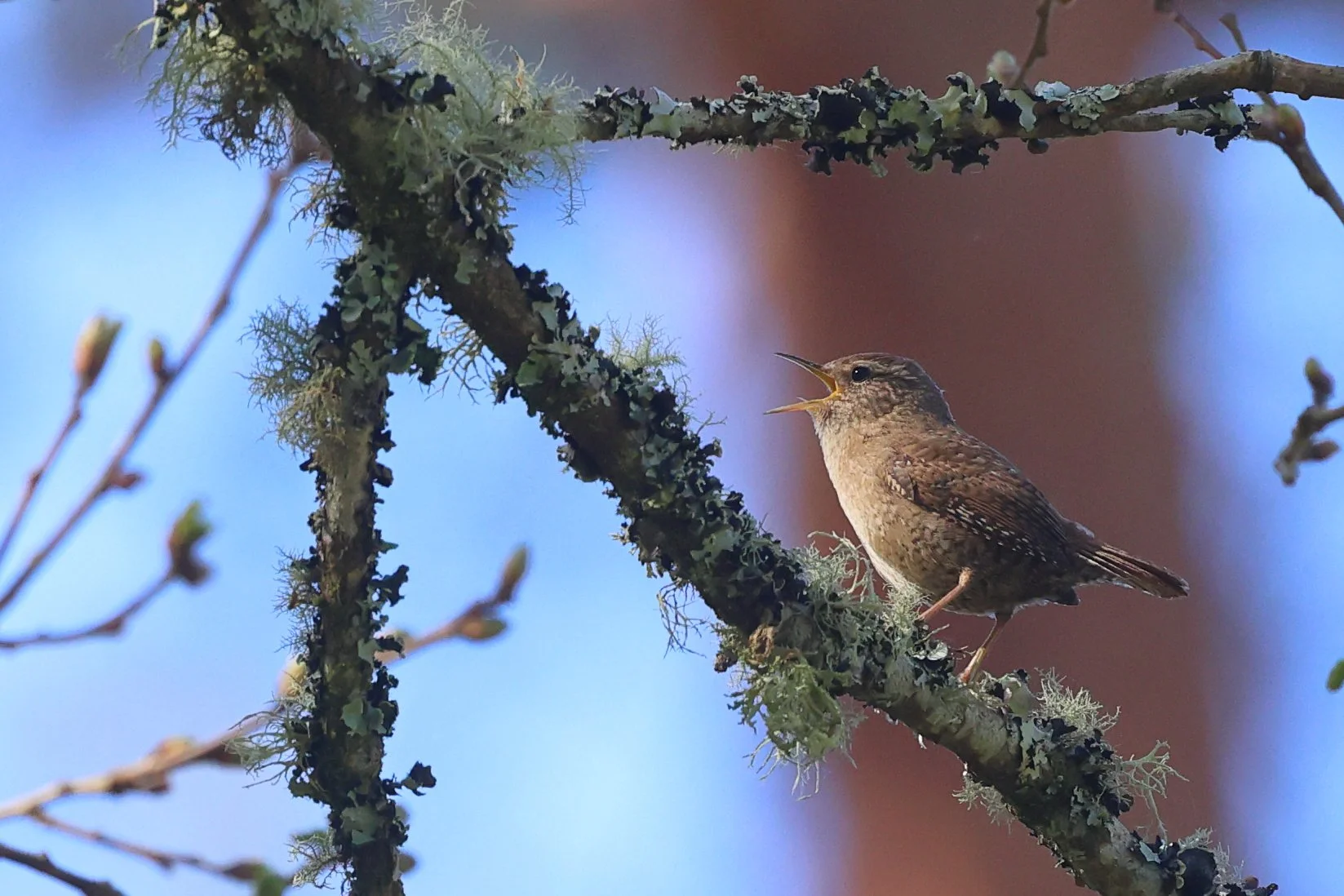 Troglodyte H86A7845.JPG