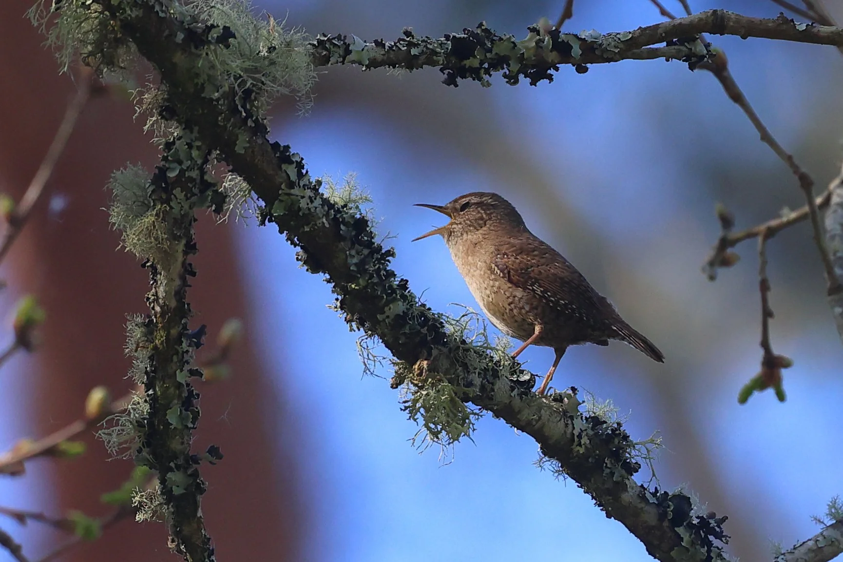 Troglodyte H86A7869.JPG