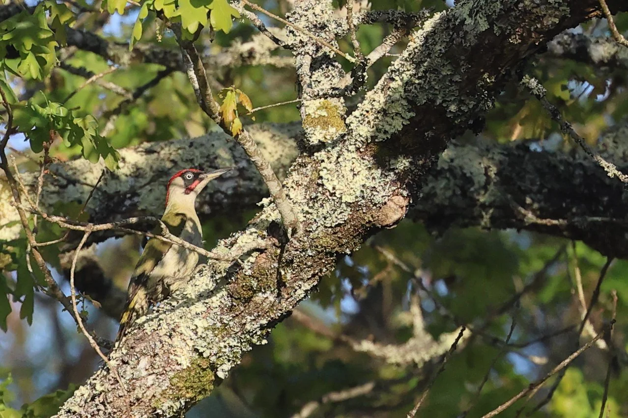 pic vert H86A7574.JPG