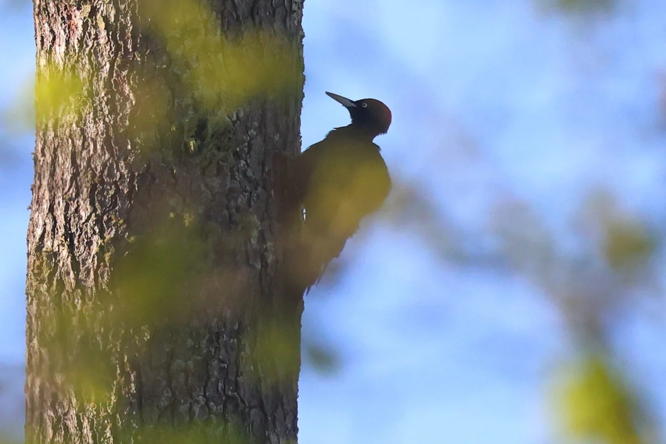 Pic noir H86A7779.JPG