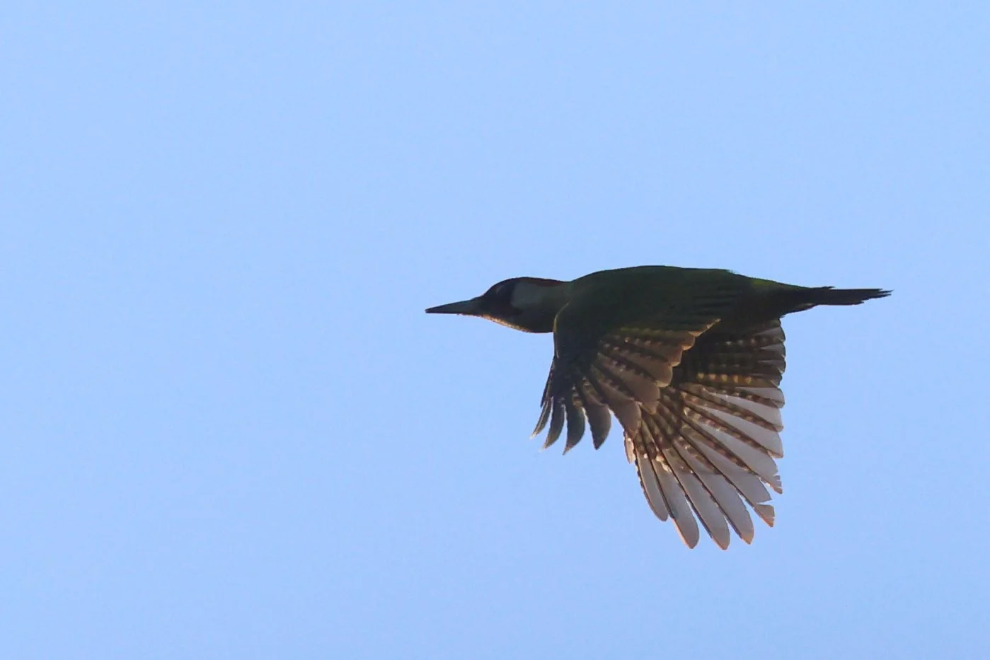 Pic Vert H86A7544.JPG