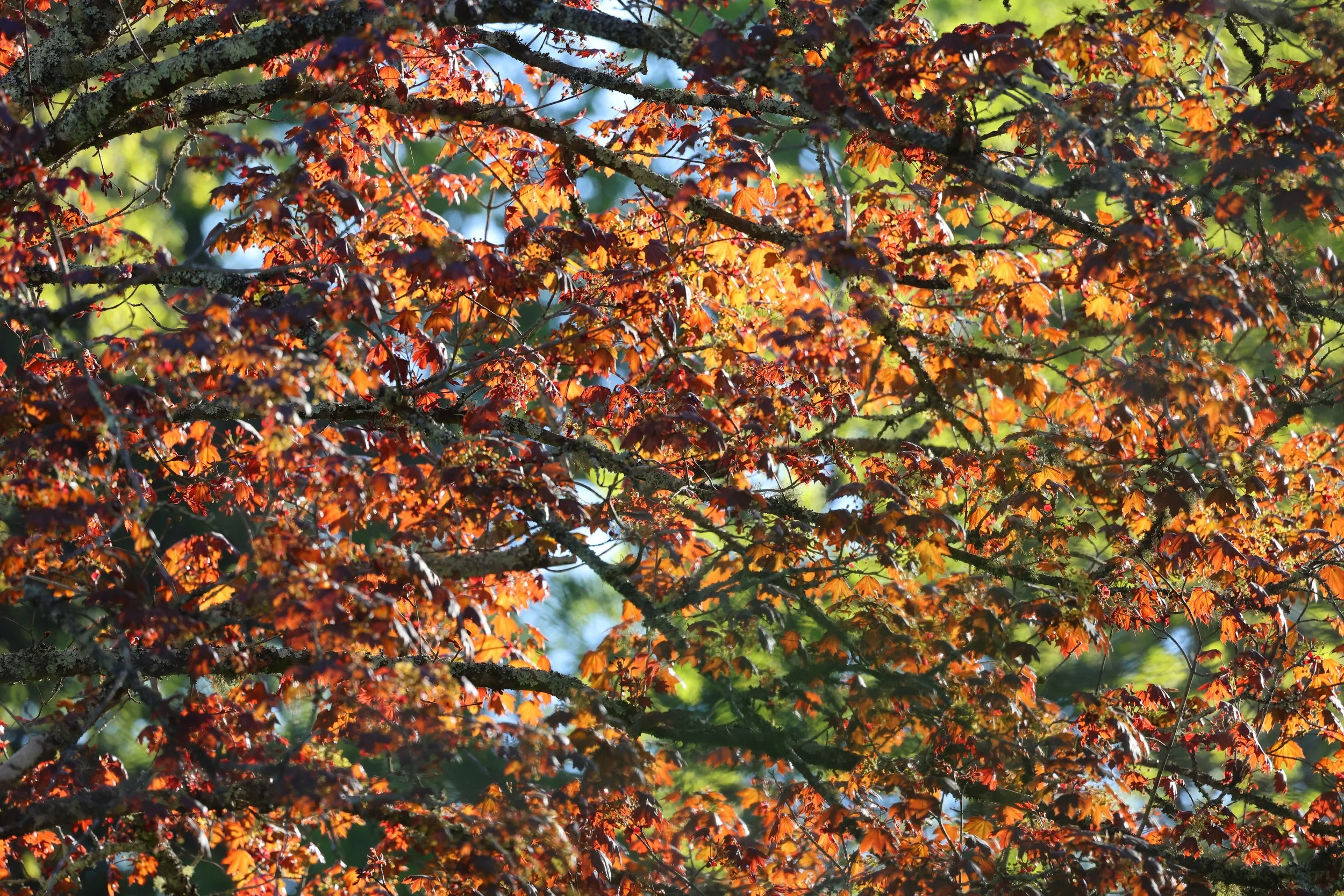 Moucherucq H86A6282.JPG