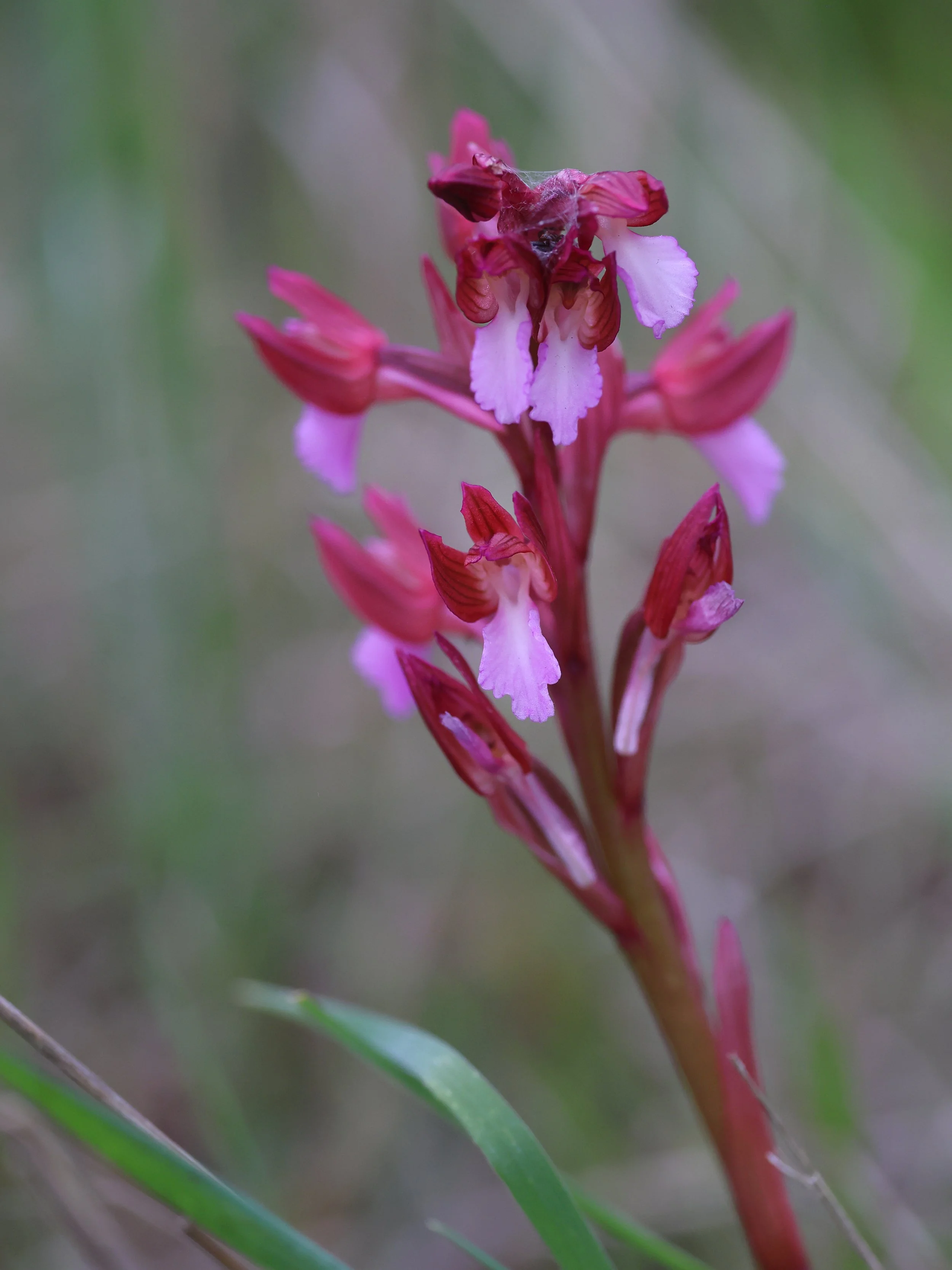 Orchidee Castelromano H86A3493.JPG