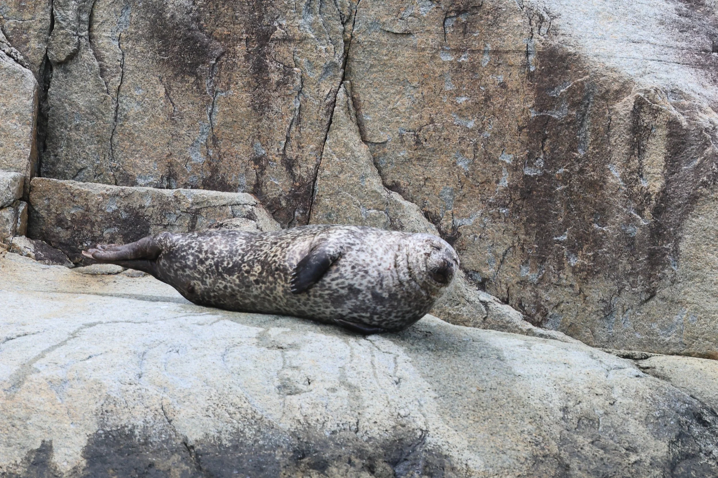 Harbour seal H86A2580.JPG